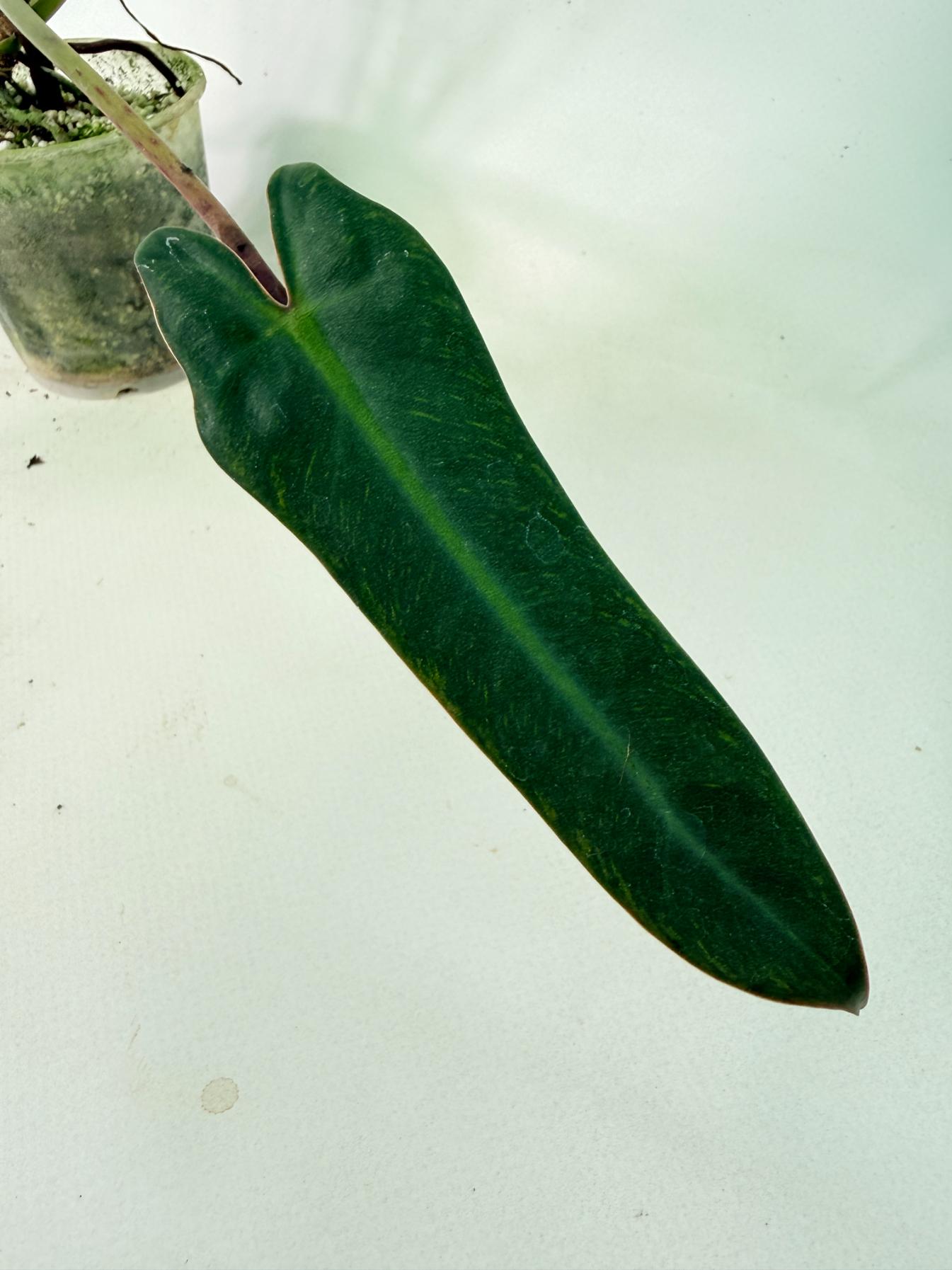 Philodendron spiritus sancti 10