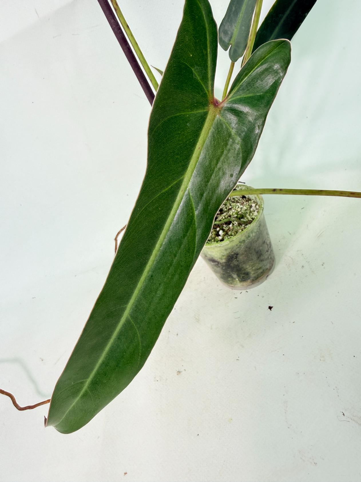 Philodendron spiritus sancti 11