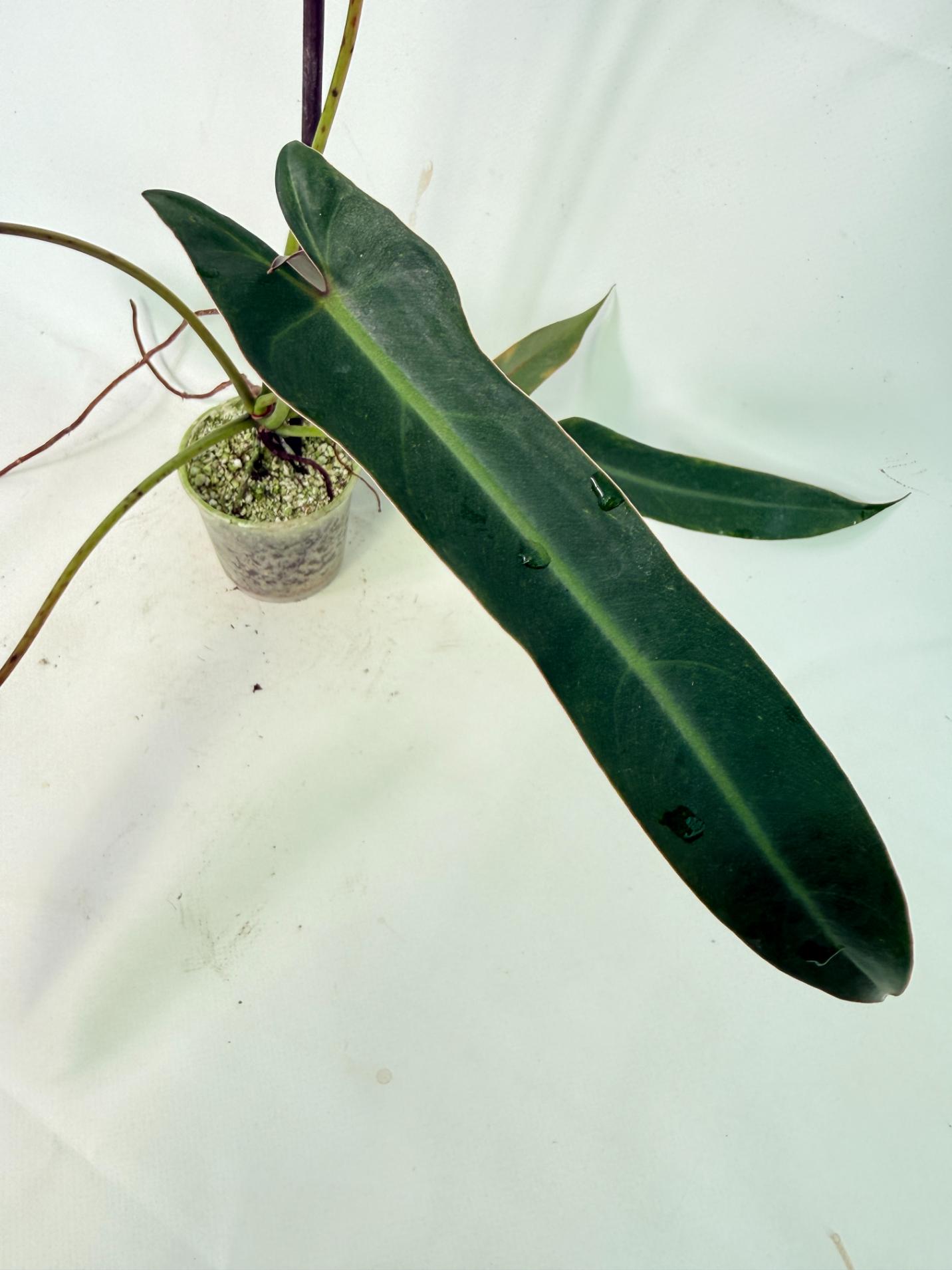 Philodendron spiritus sancti 5