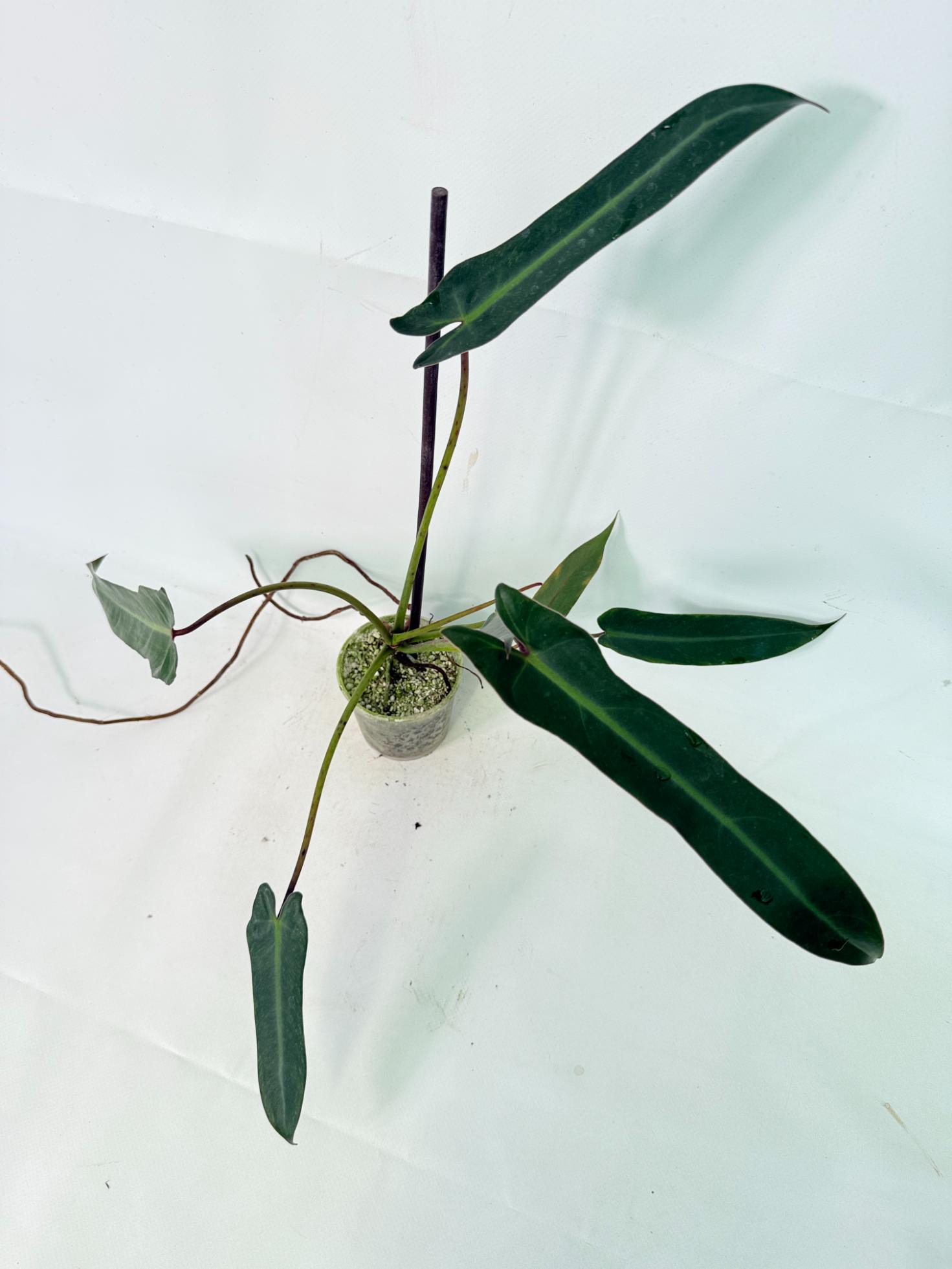 Philodendron spiritus sancti 6