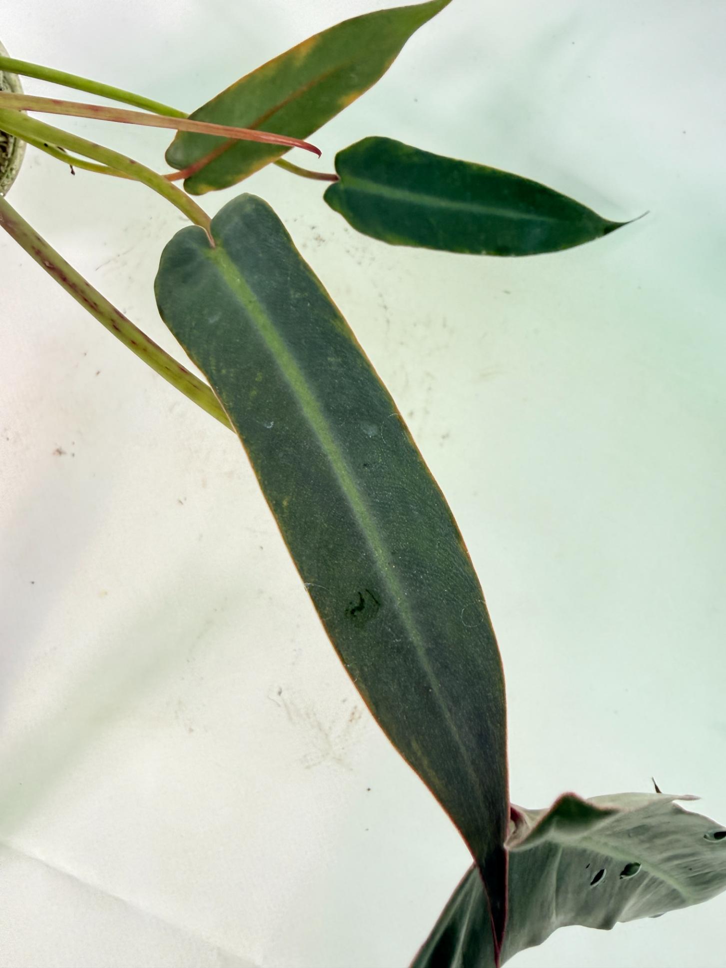 Philodendron spiritus sancti 7