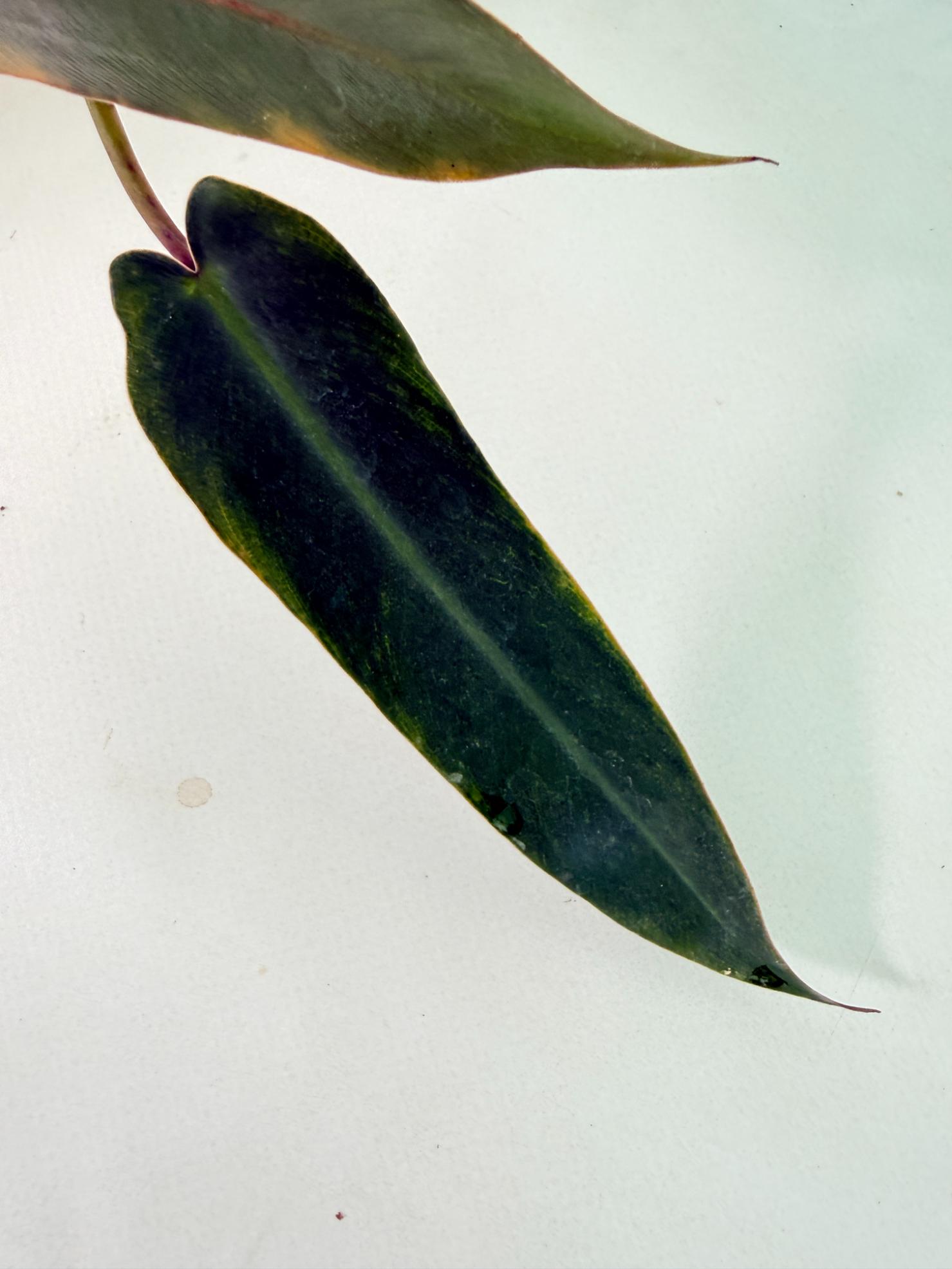 Philodendron spiritus sancti 8