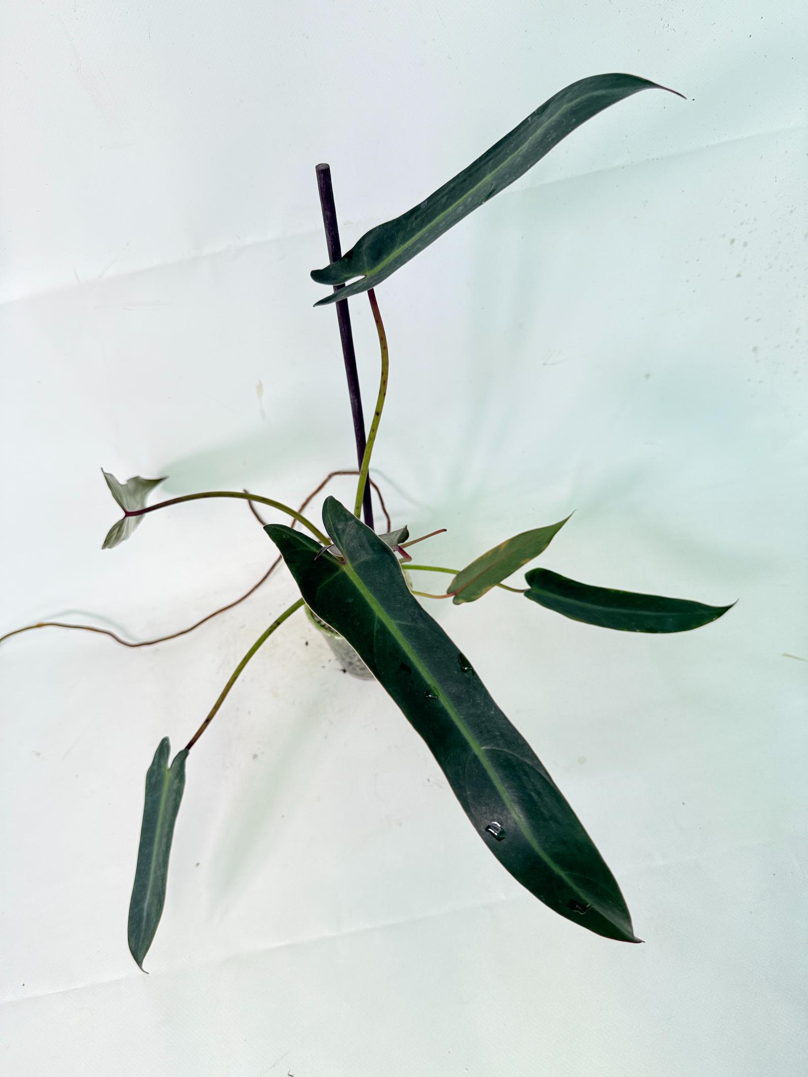 Philodendron spiritus sancti 3
