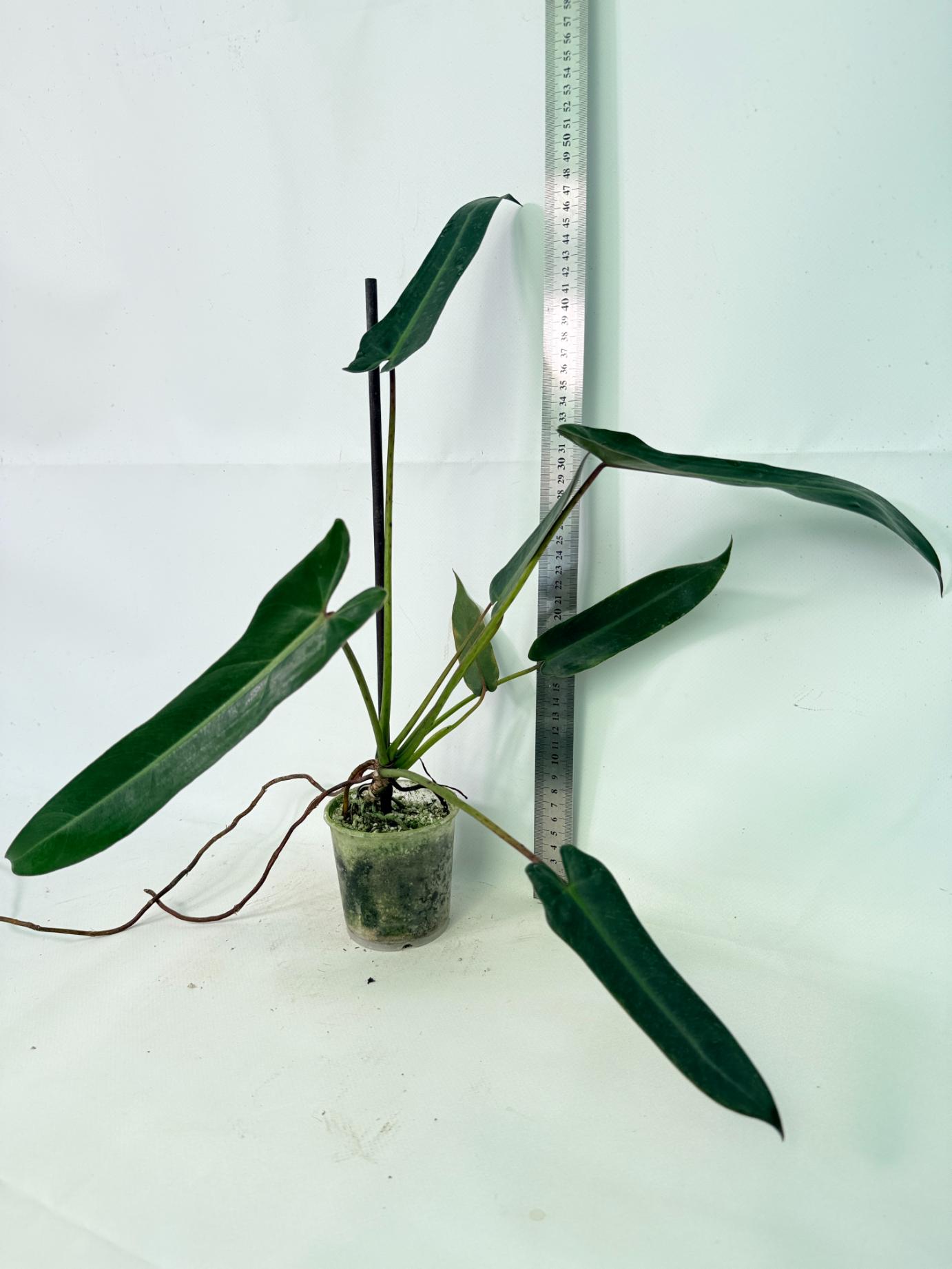 Philodendron spiritus sancti 1