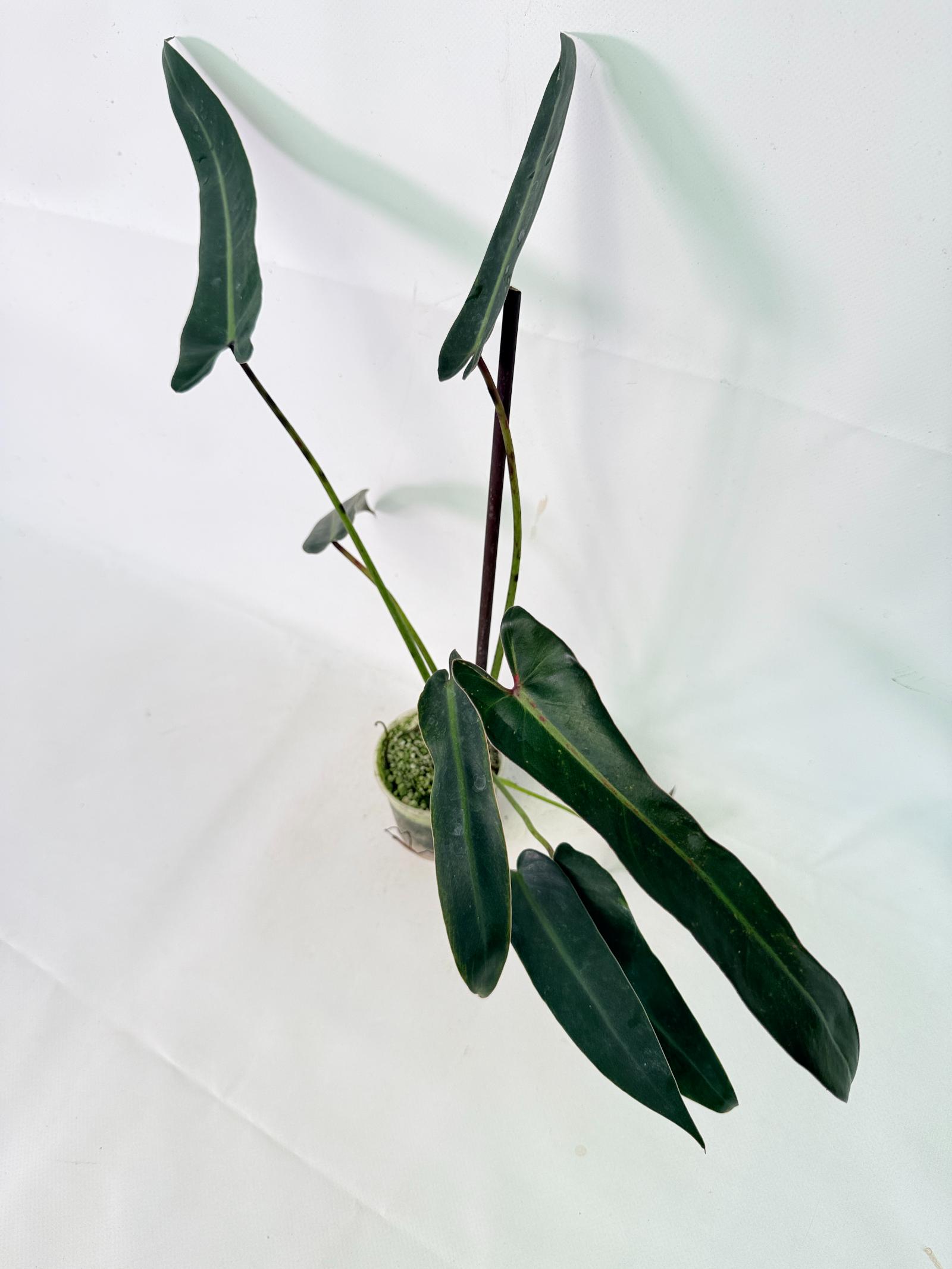 Philodendron spiritus sancti 12