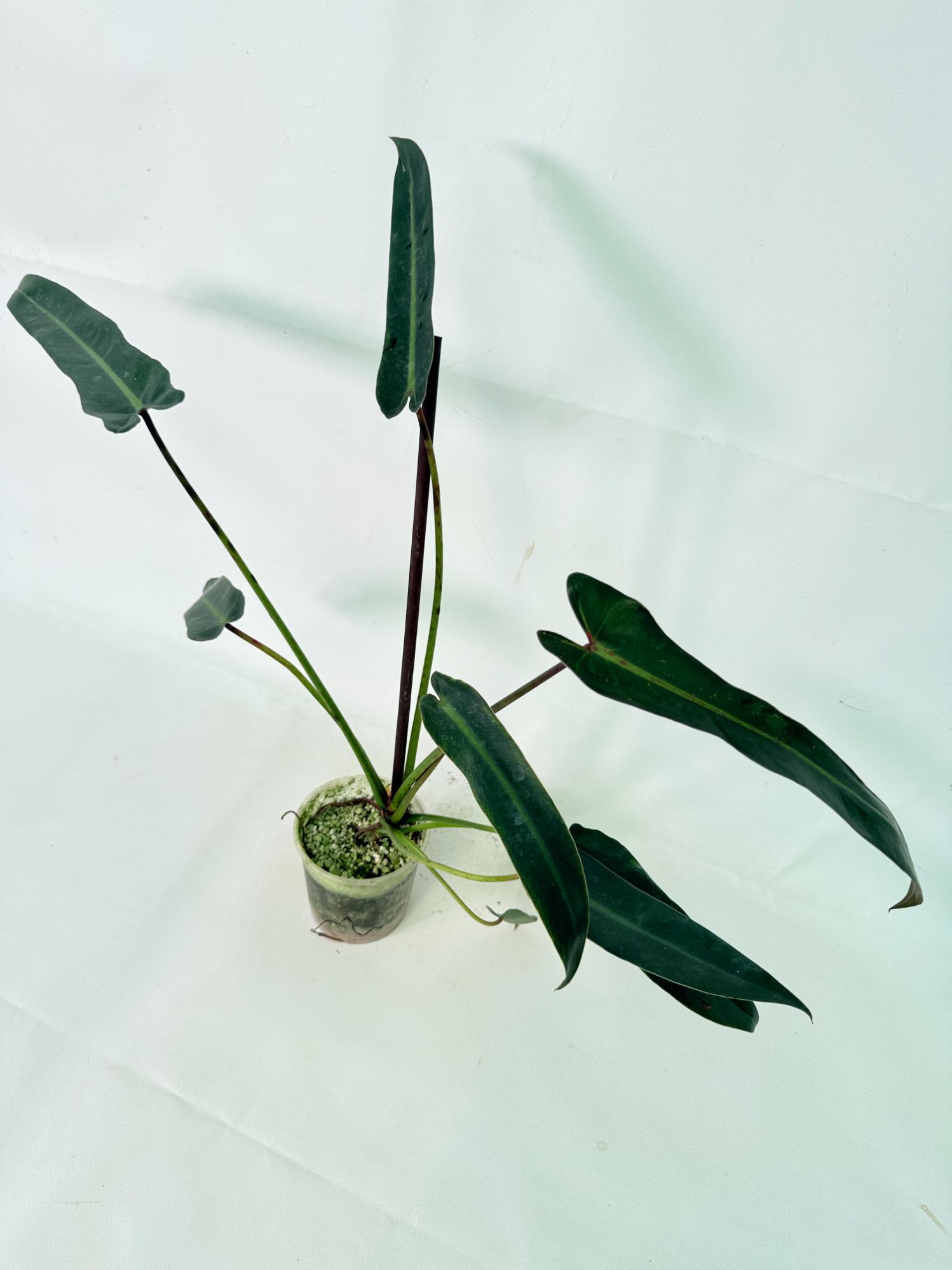 Philodendron spiritus sancti 10