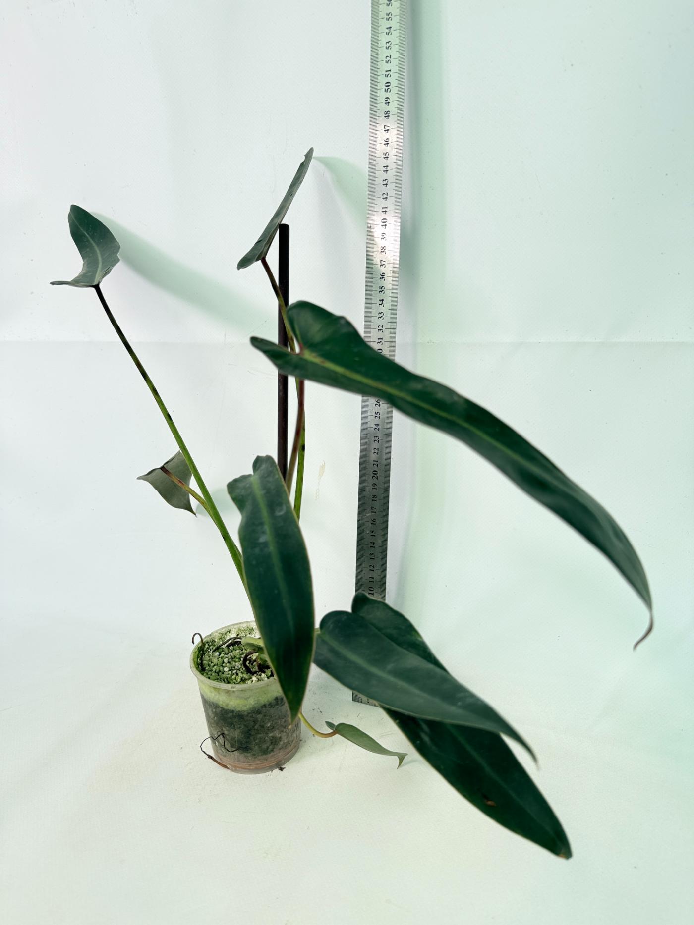 Philodendron spiritus sancti 11