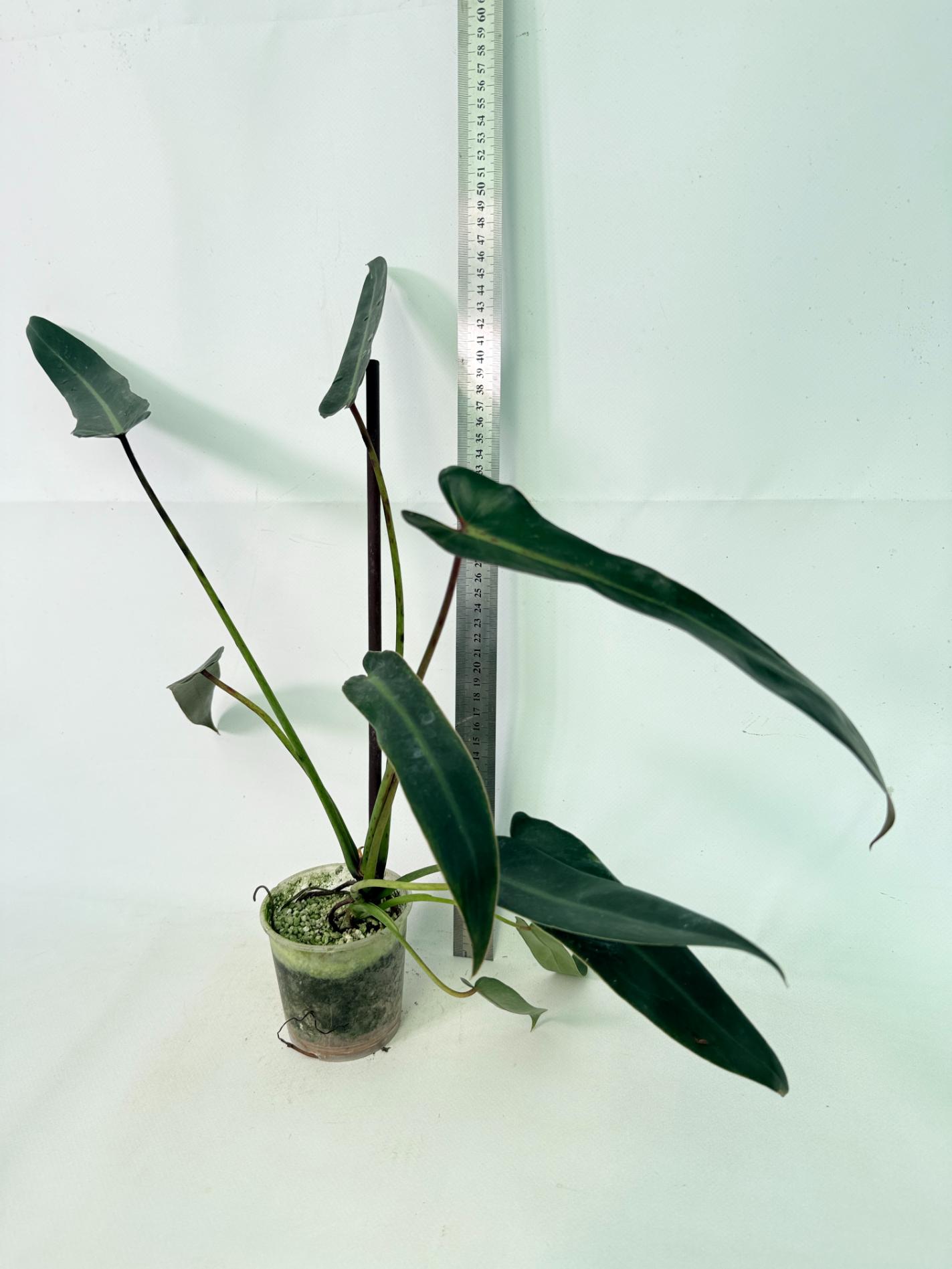 Philodendron spiritus sancti 1