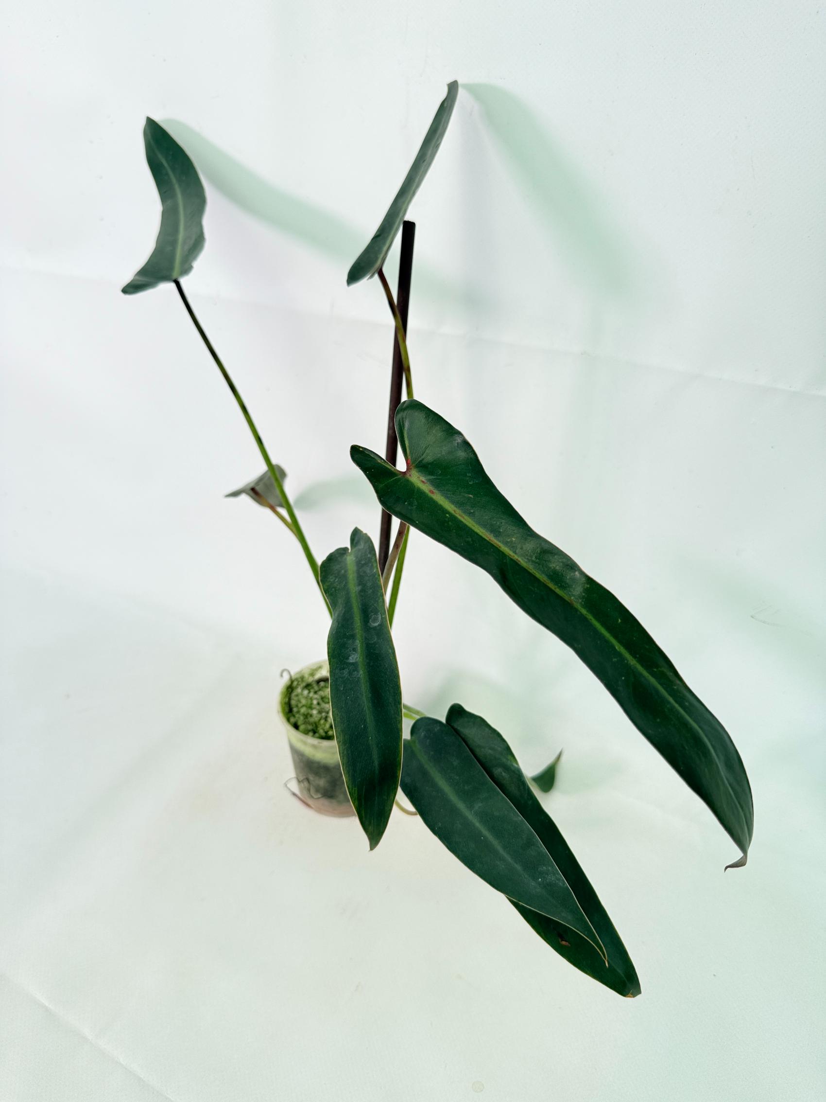 Philodendron spiritus sancti 4