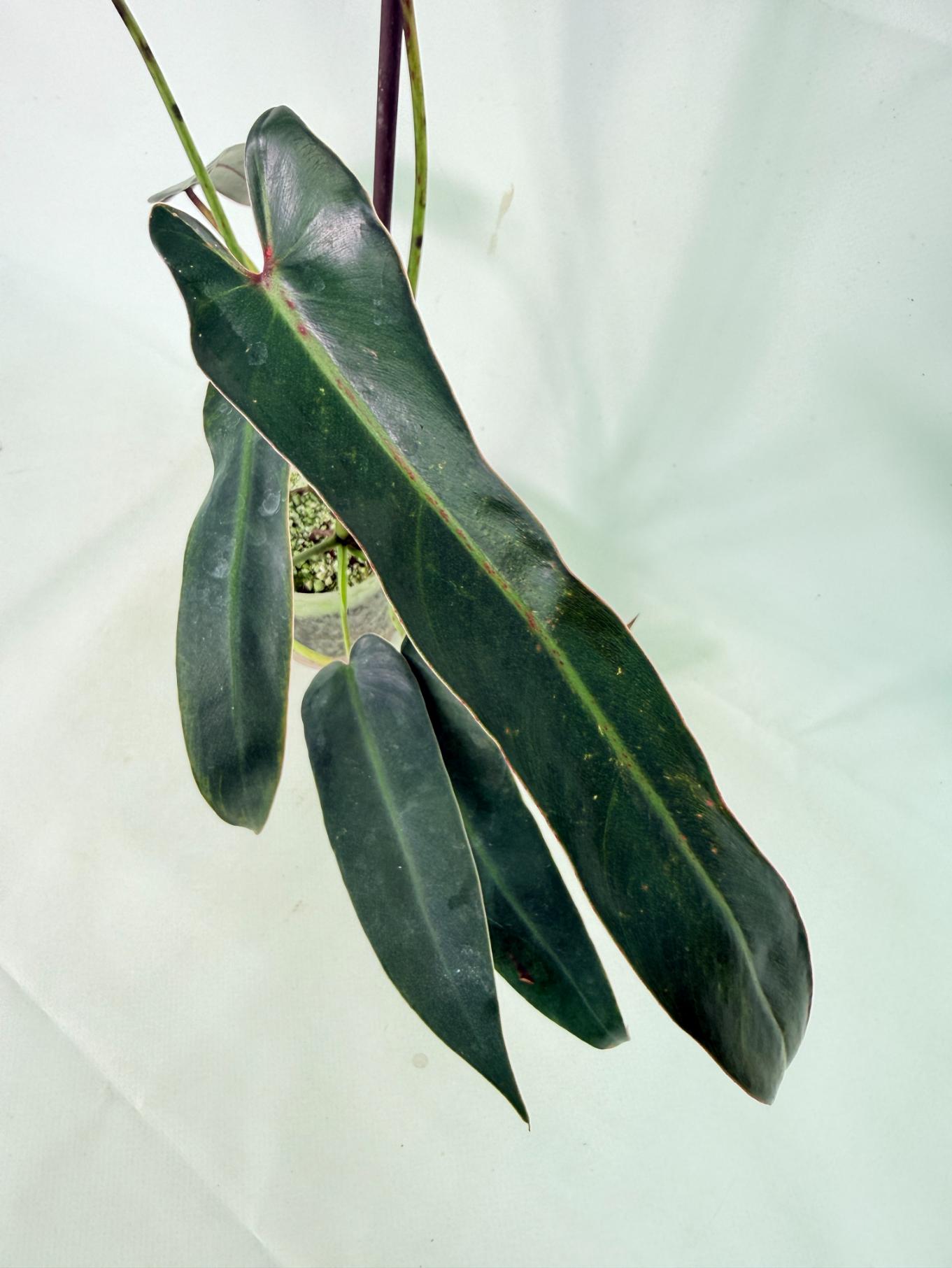 Philodendron spiritus sancti 5