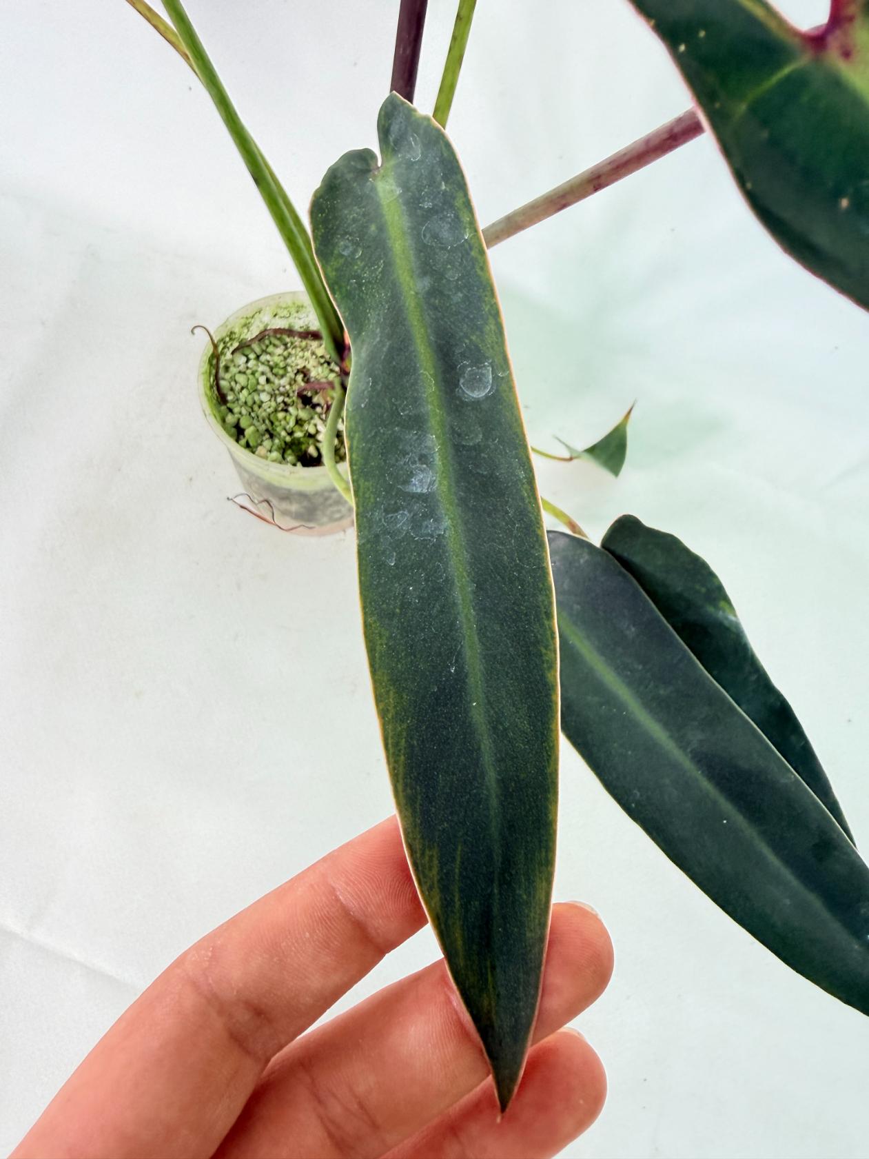 Philodendron spiritus sancti 6