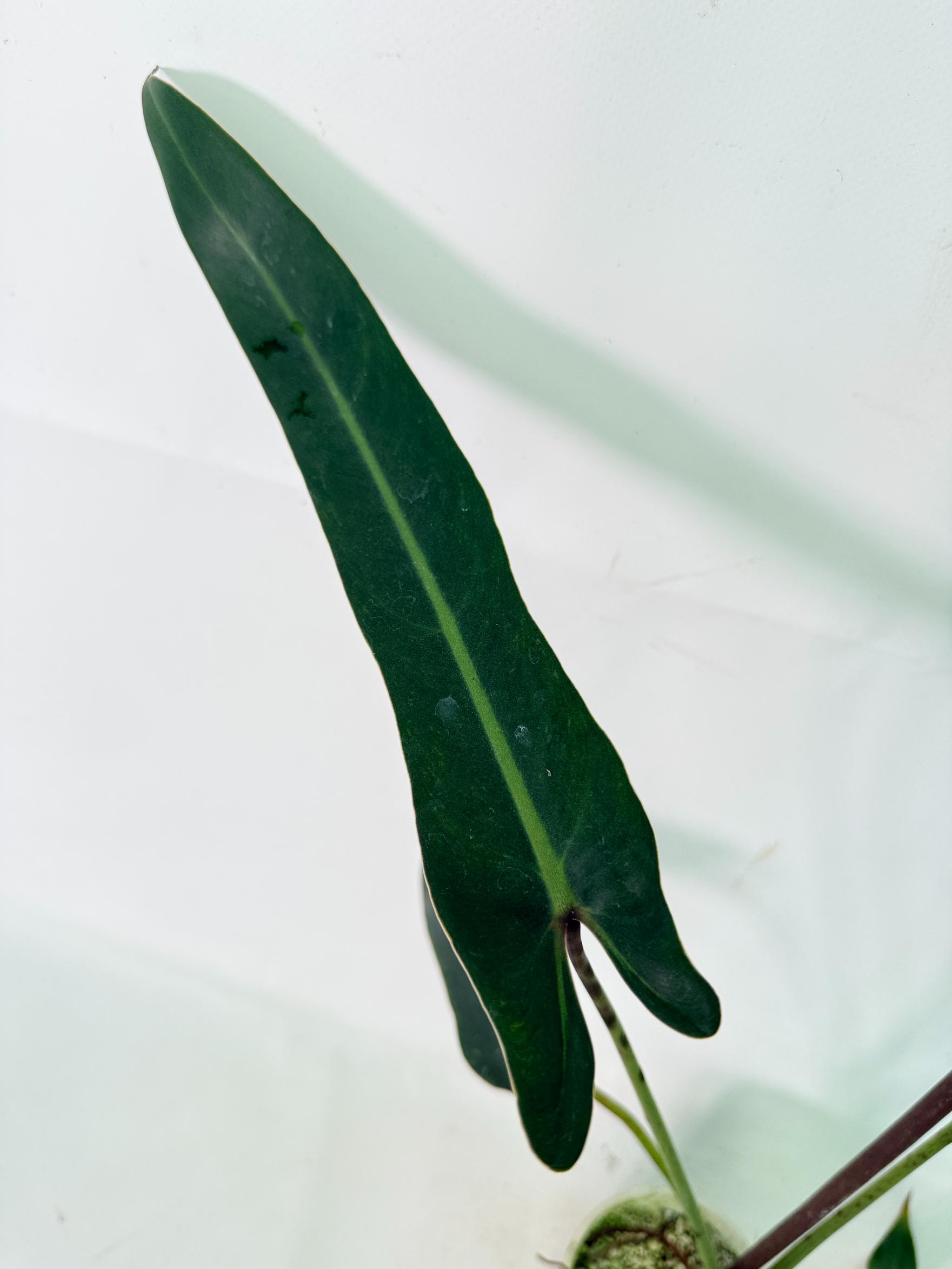 Philodendron spiritus sancti 3