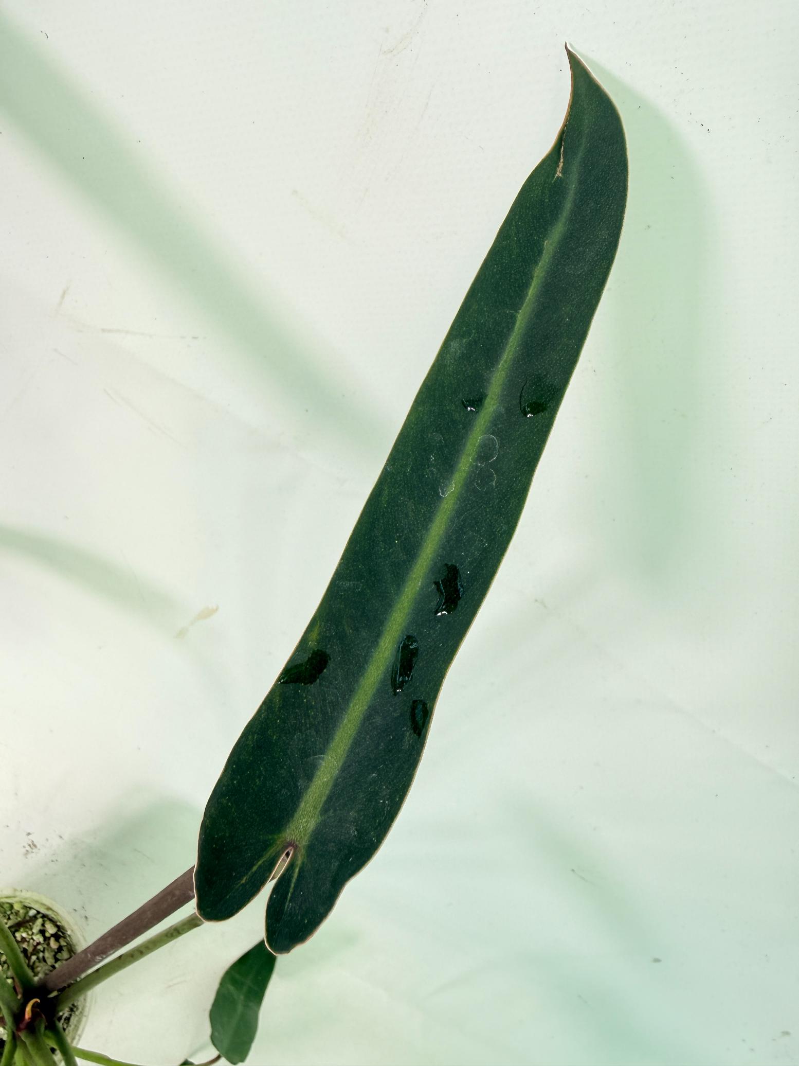 Philodendron spiritus sancti 7