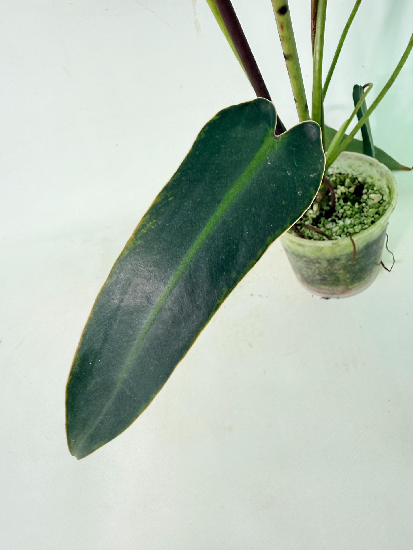 Philodendron spiritus sancti 8