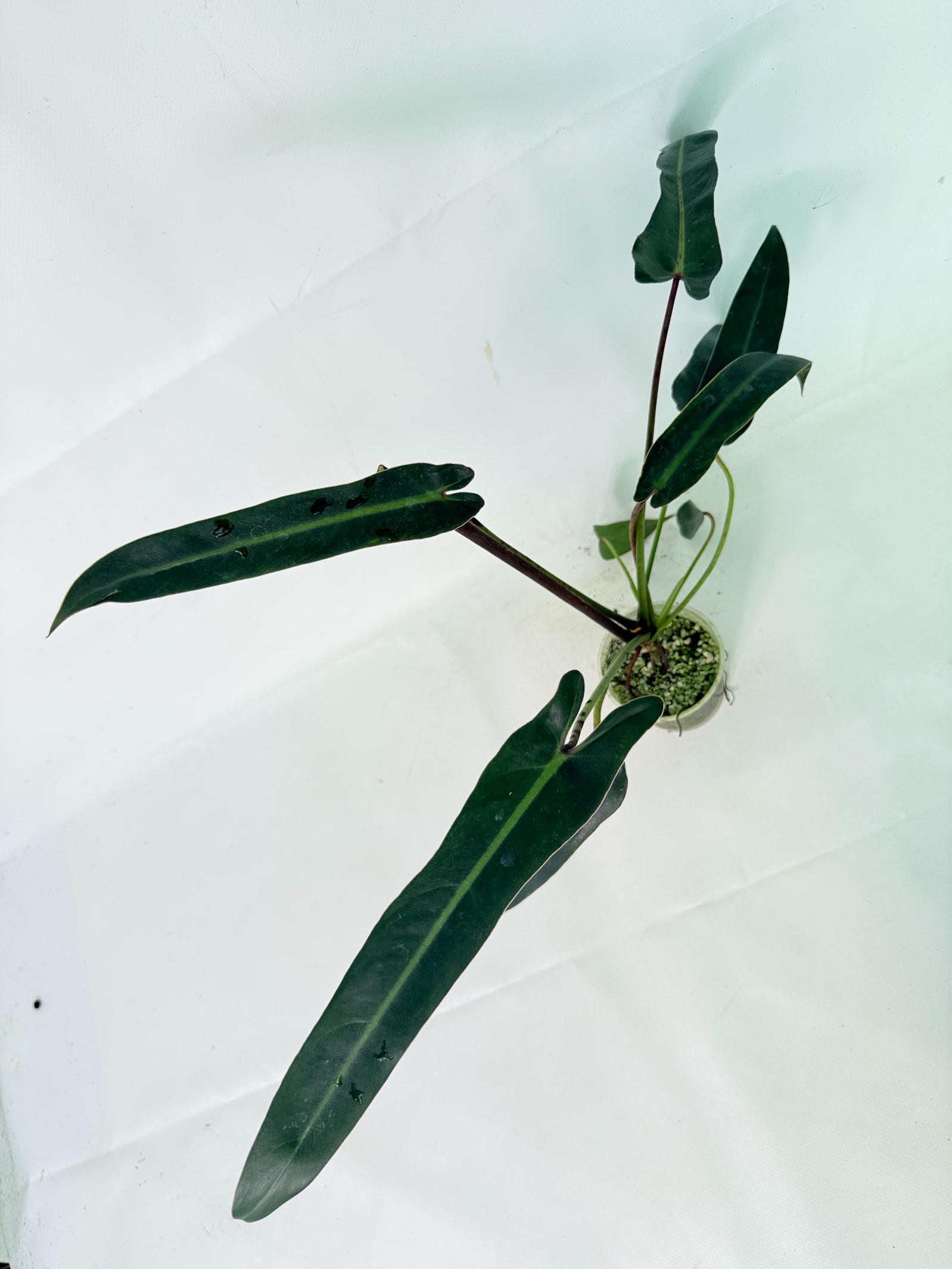 Philodendron spiritus sancti 9