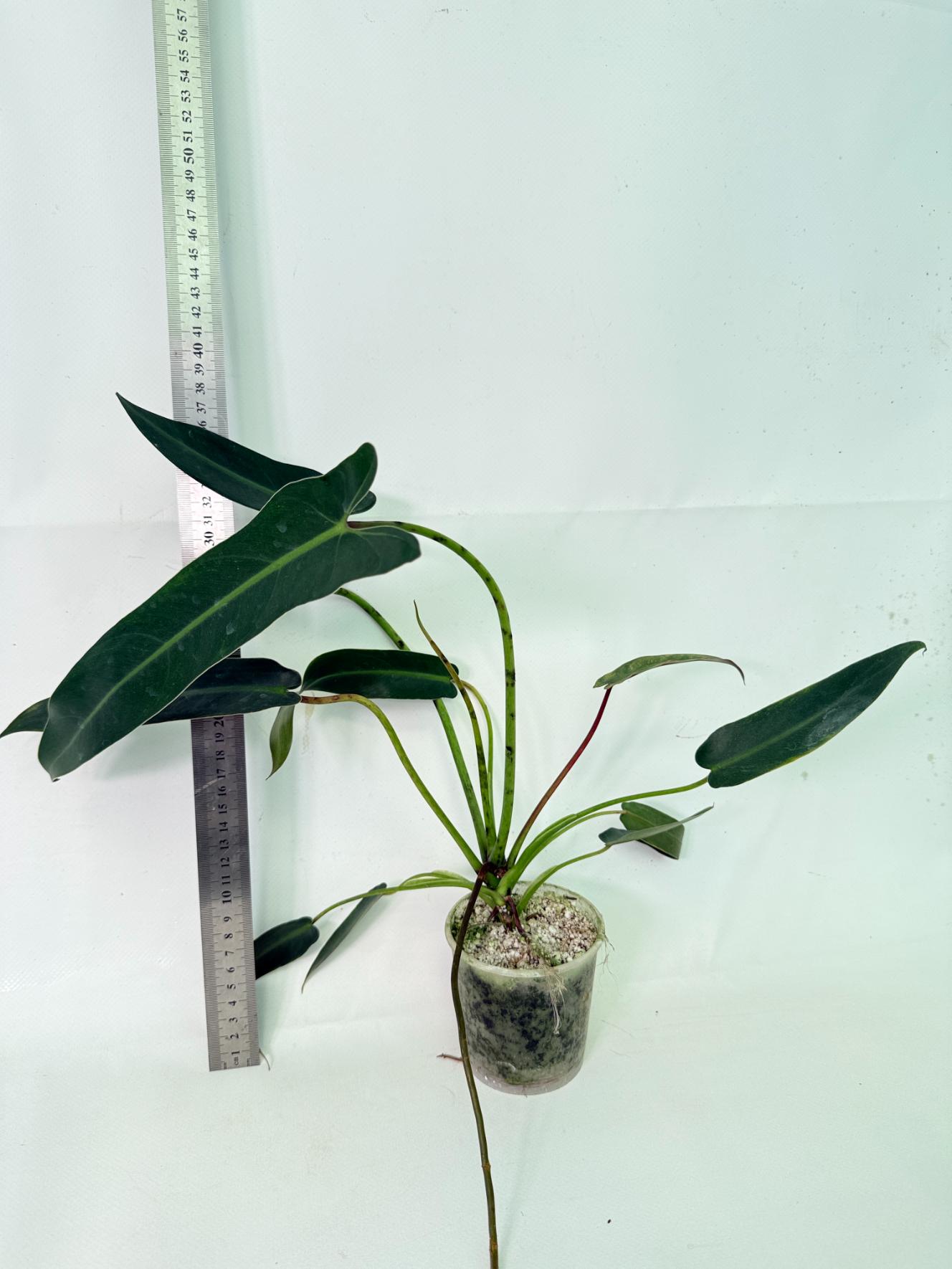 Philodendron spiritus sancti 1
