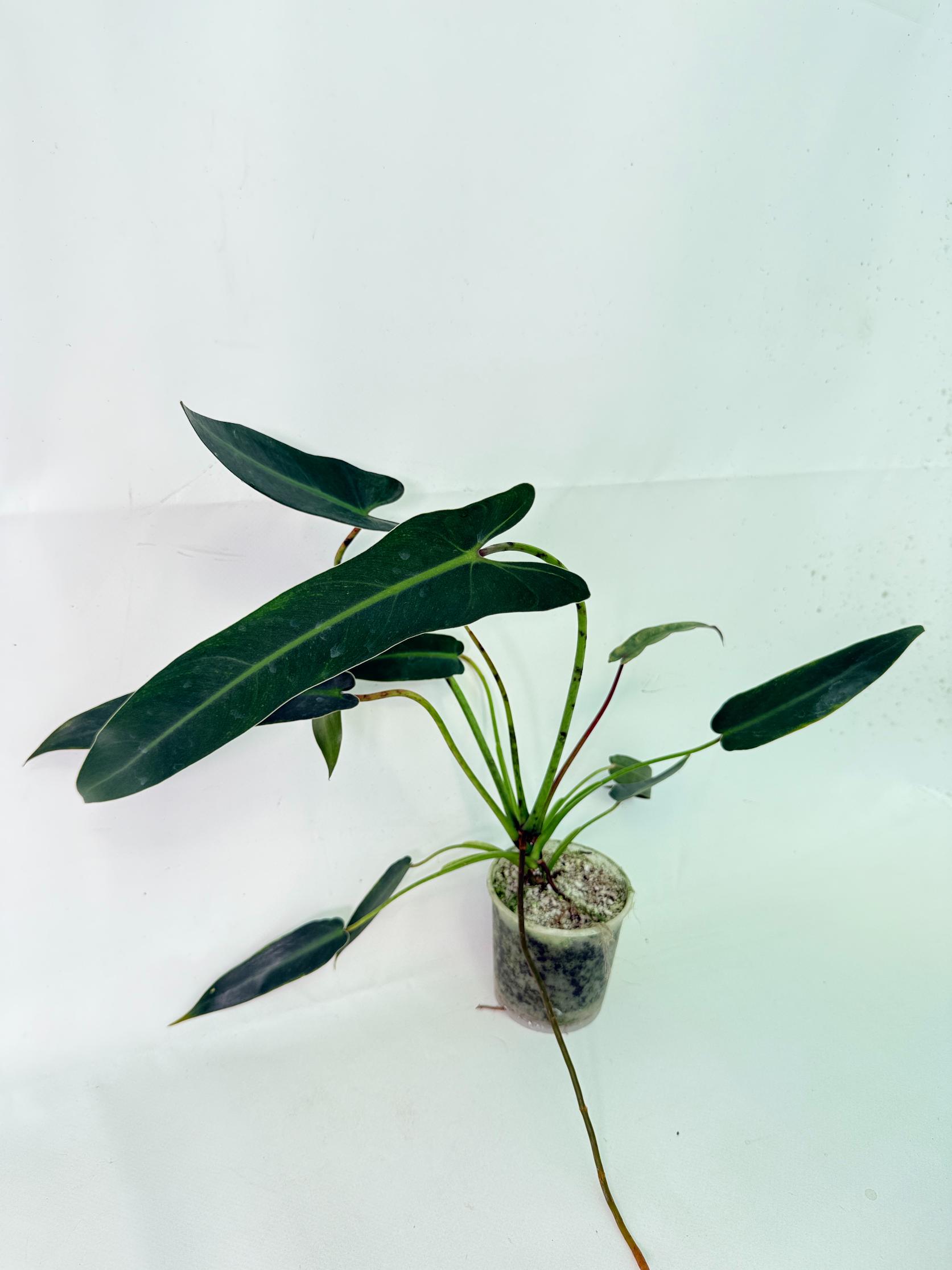 Philodendron spiritus sancti 7