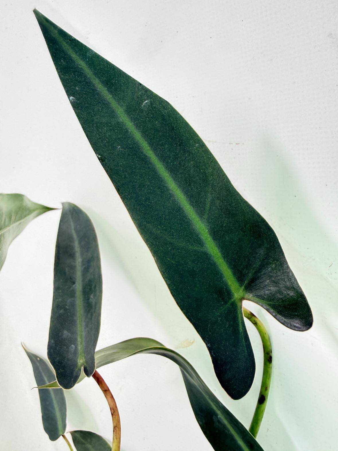 Philodendron spiritus sancti 4