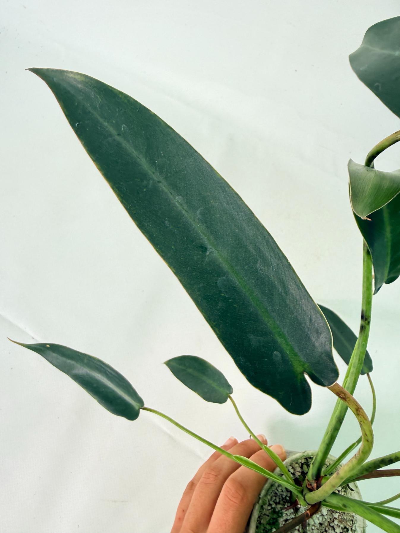 Philodendron spiritus sancti 8
