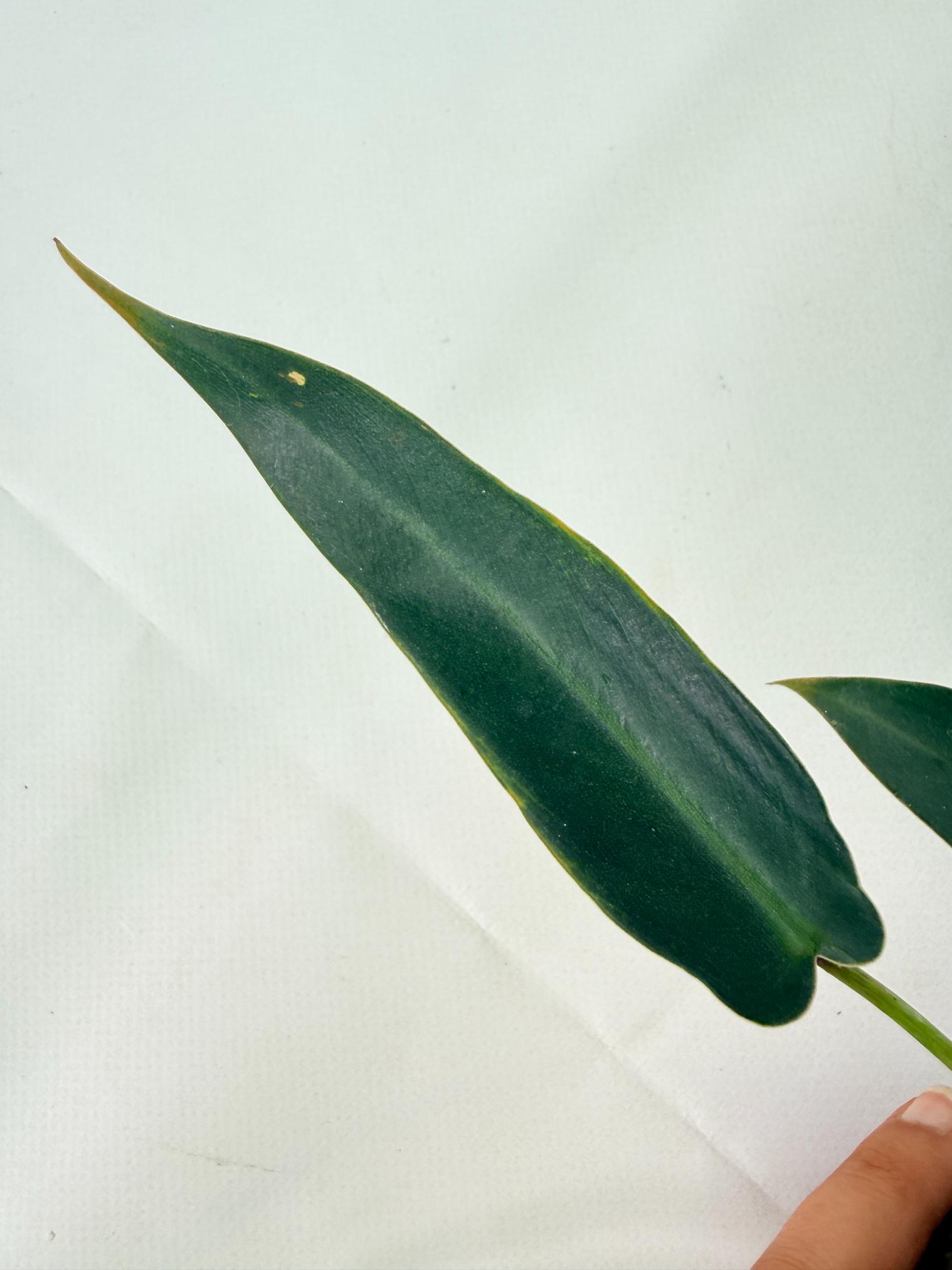 Philodendron spiritus sancti 9