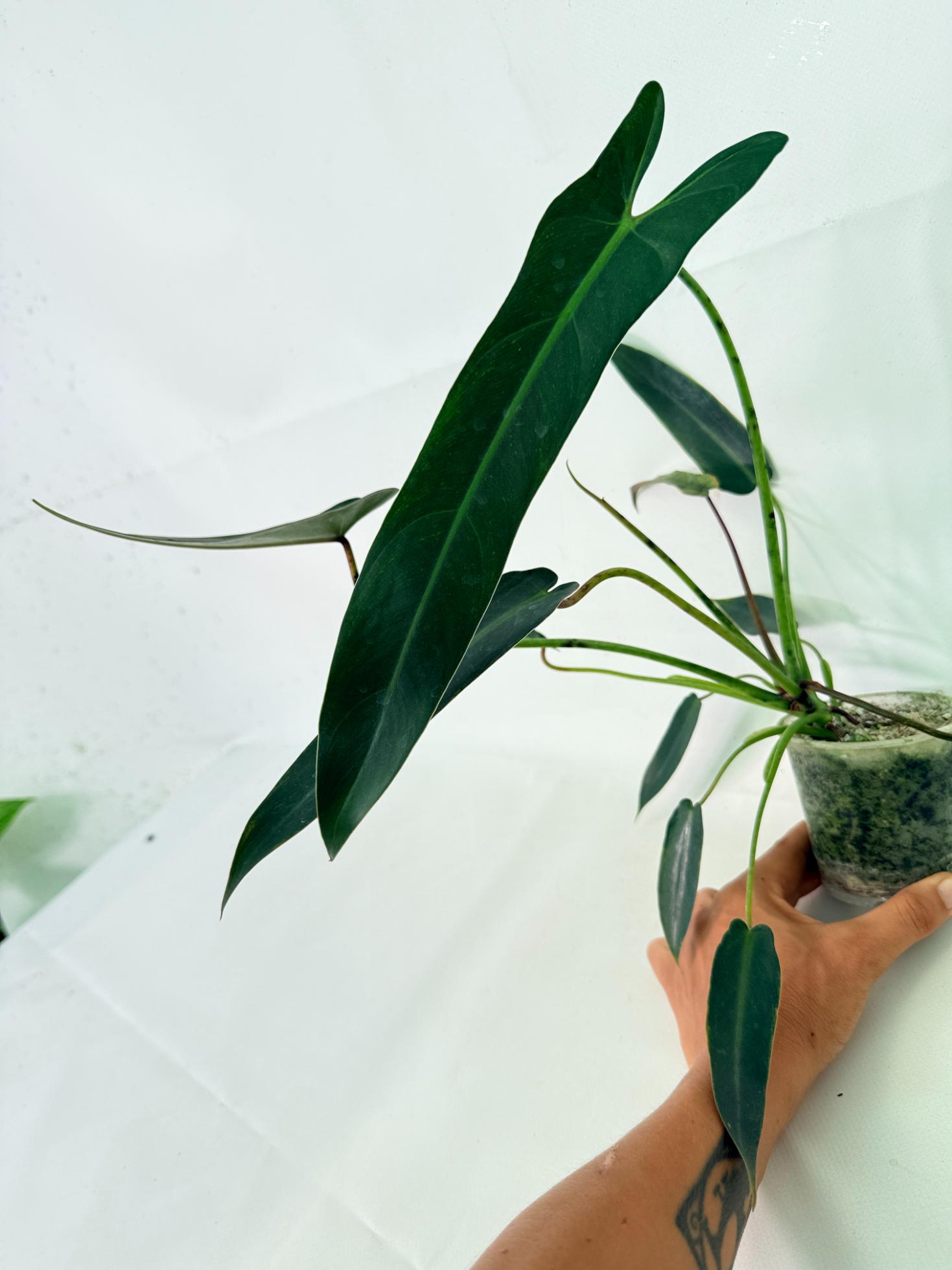 Philodendron spiritus sancti 3