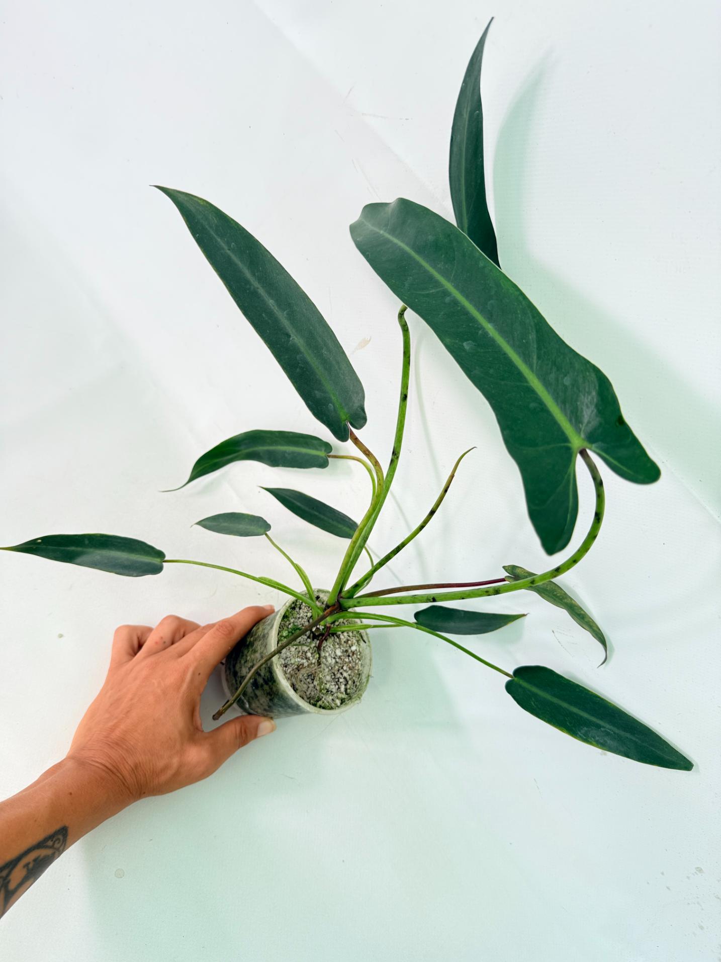 Philodendron spiritus sancti 6