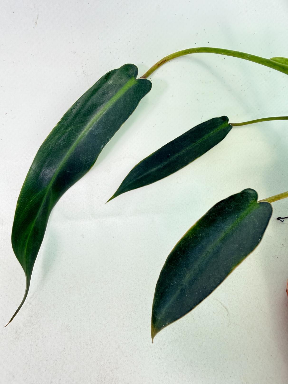 Philodendron spiritus sancti 2