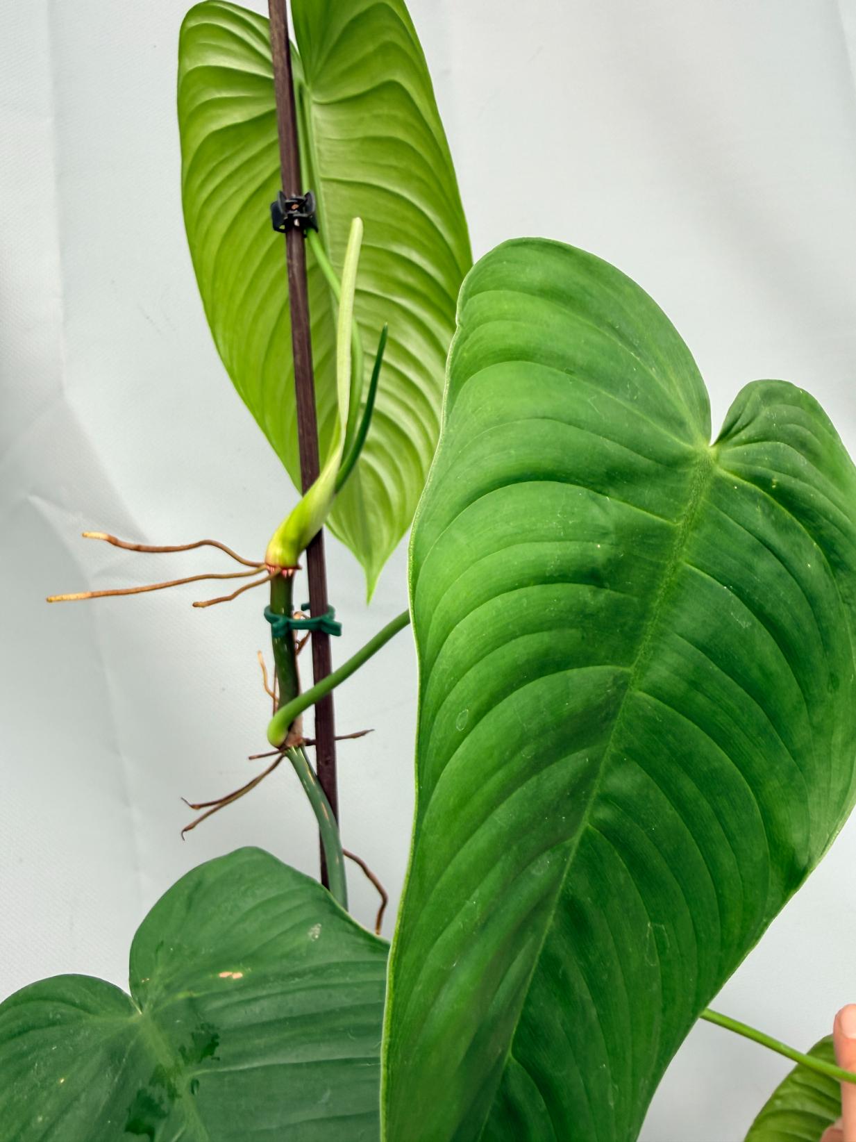 Philodendron tenue XL 09