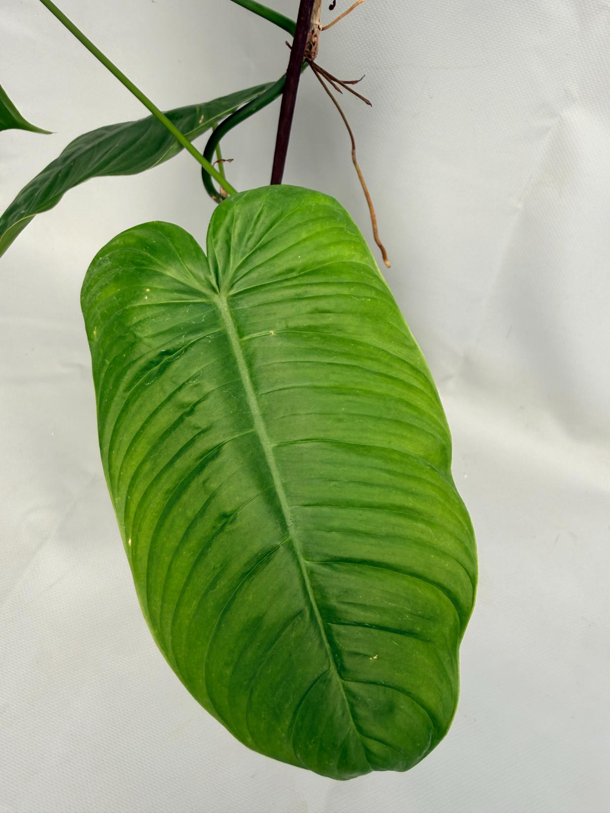 Philodendron tenue XL 02
