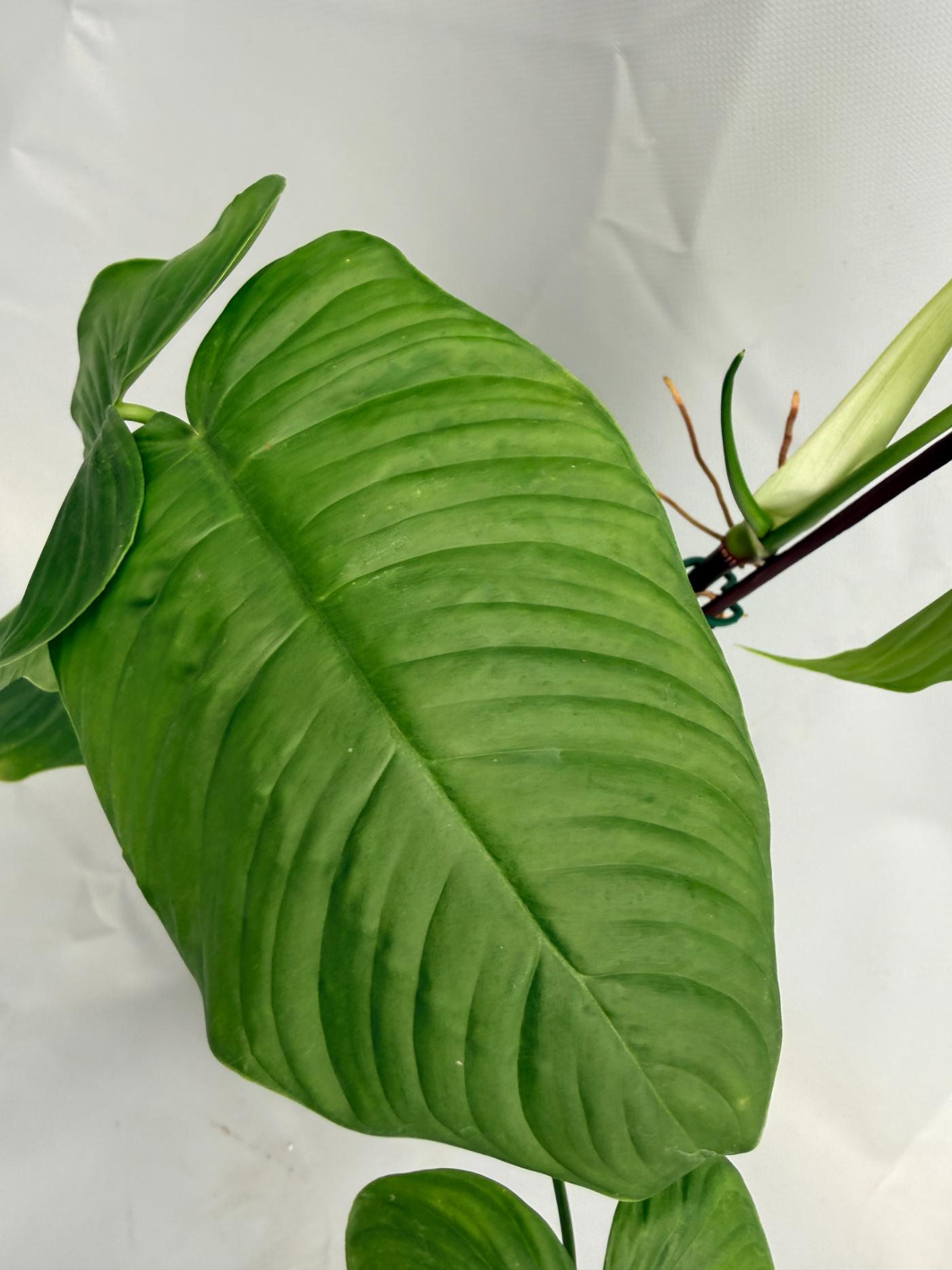 philodendron tenue el valle Philodendron tenue XL