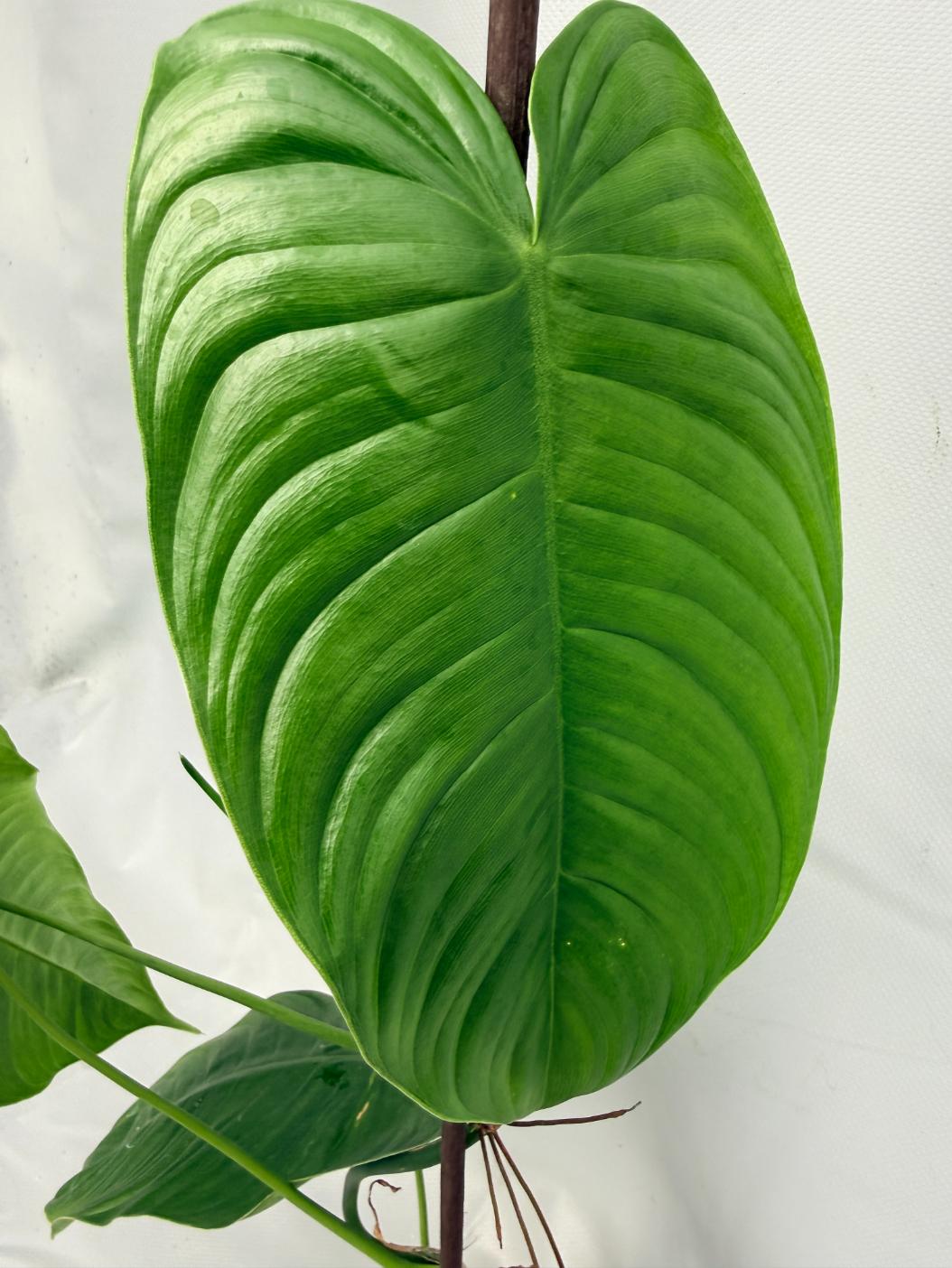 Philodendron tenue XL 05