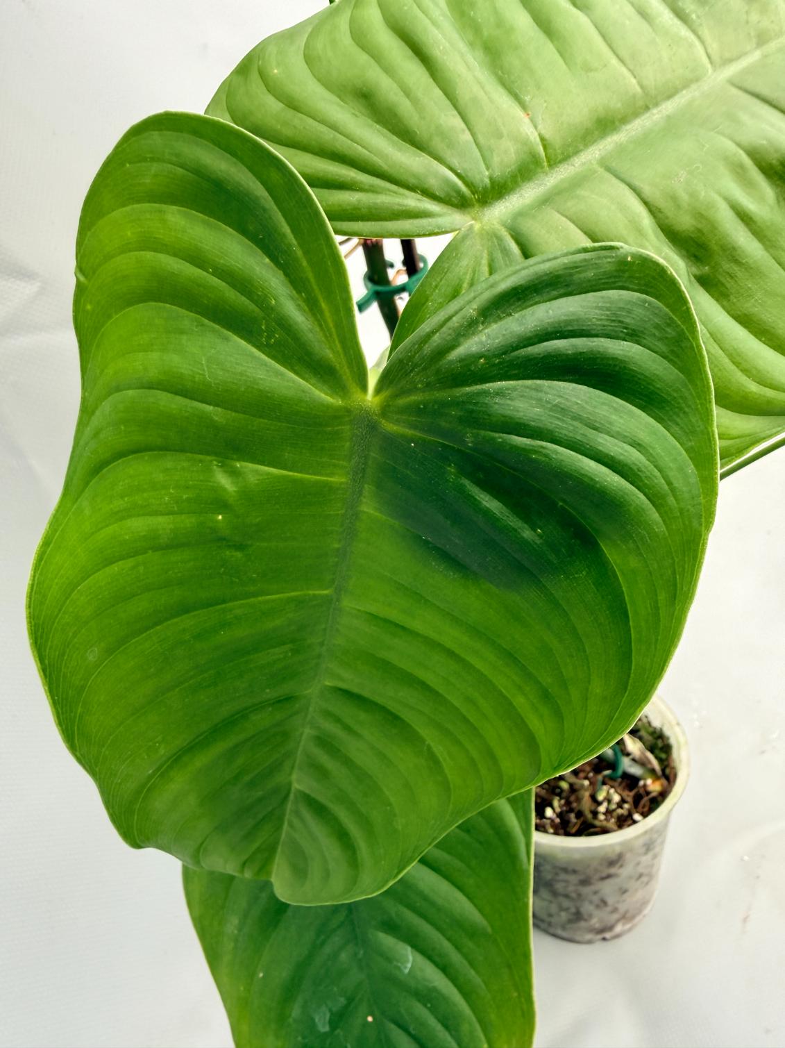 philodendron xl Philodendron tenue XL