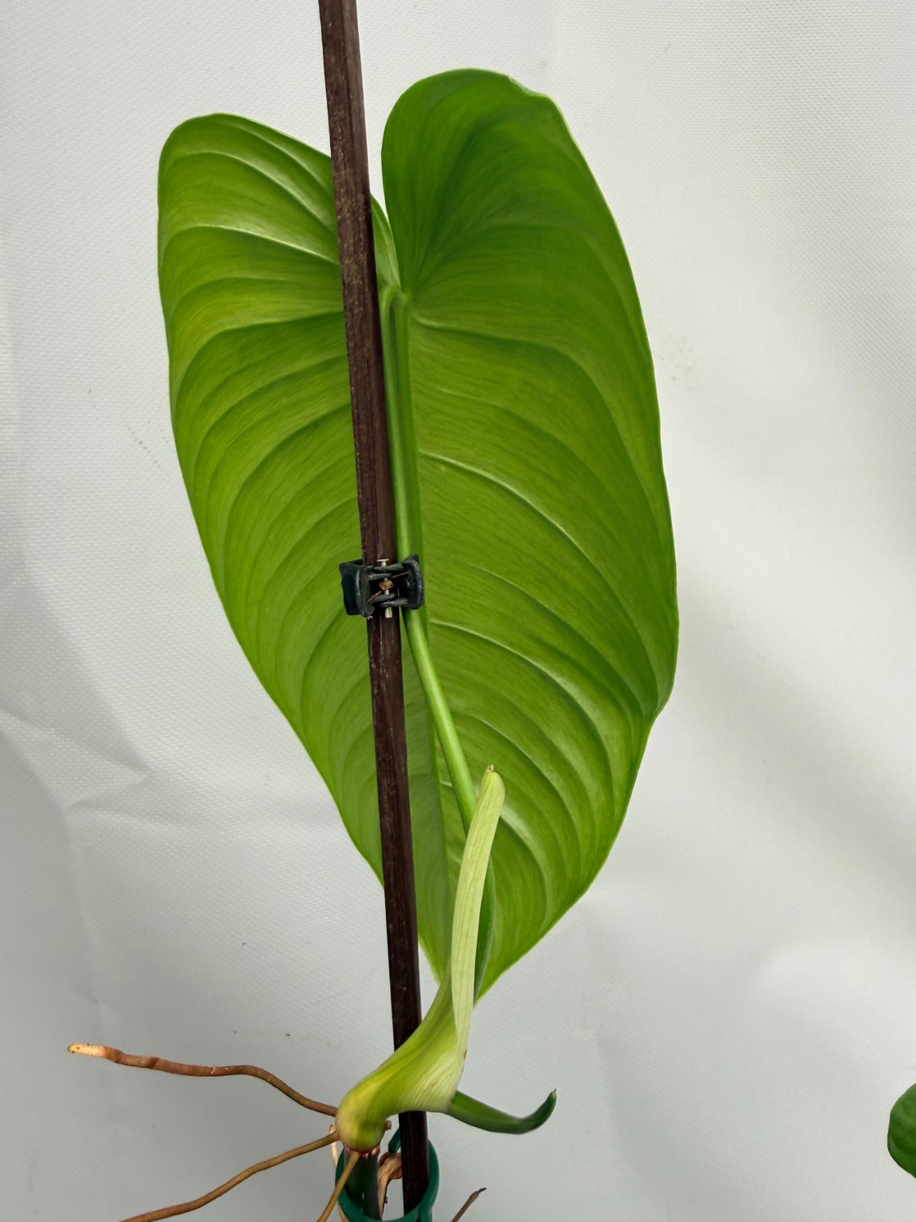 philodendron tenue mature Philodendron tenue XL