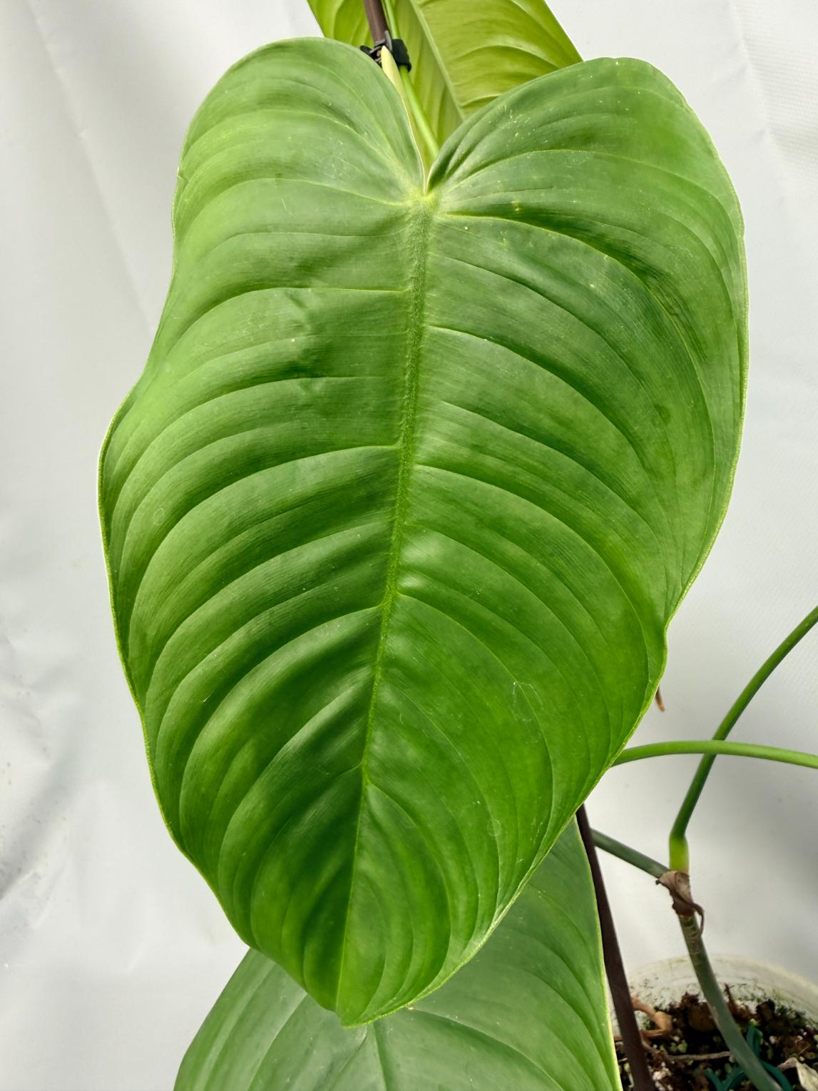 Philodendron tenue XL 08