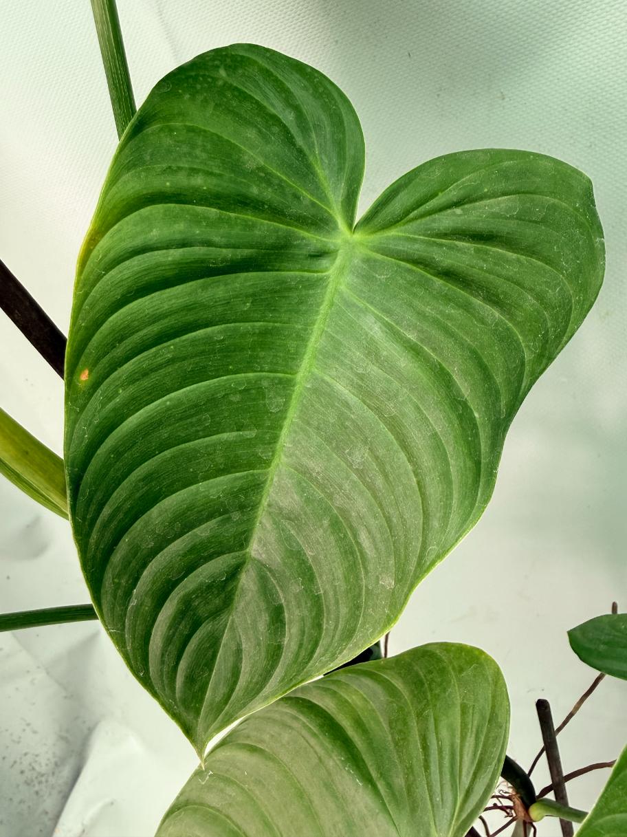 Philodendron tenue XXL 10