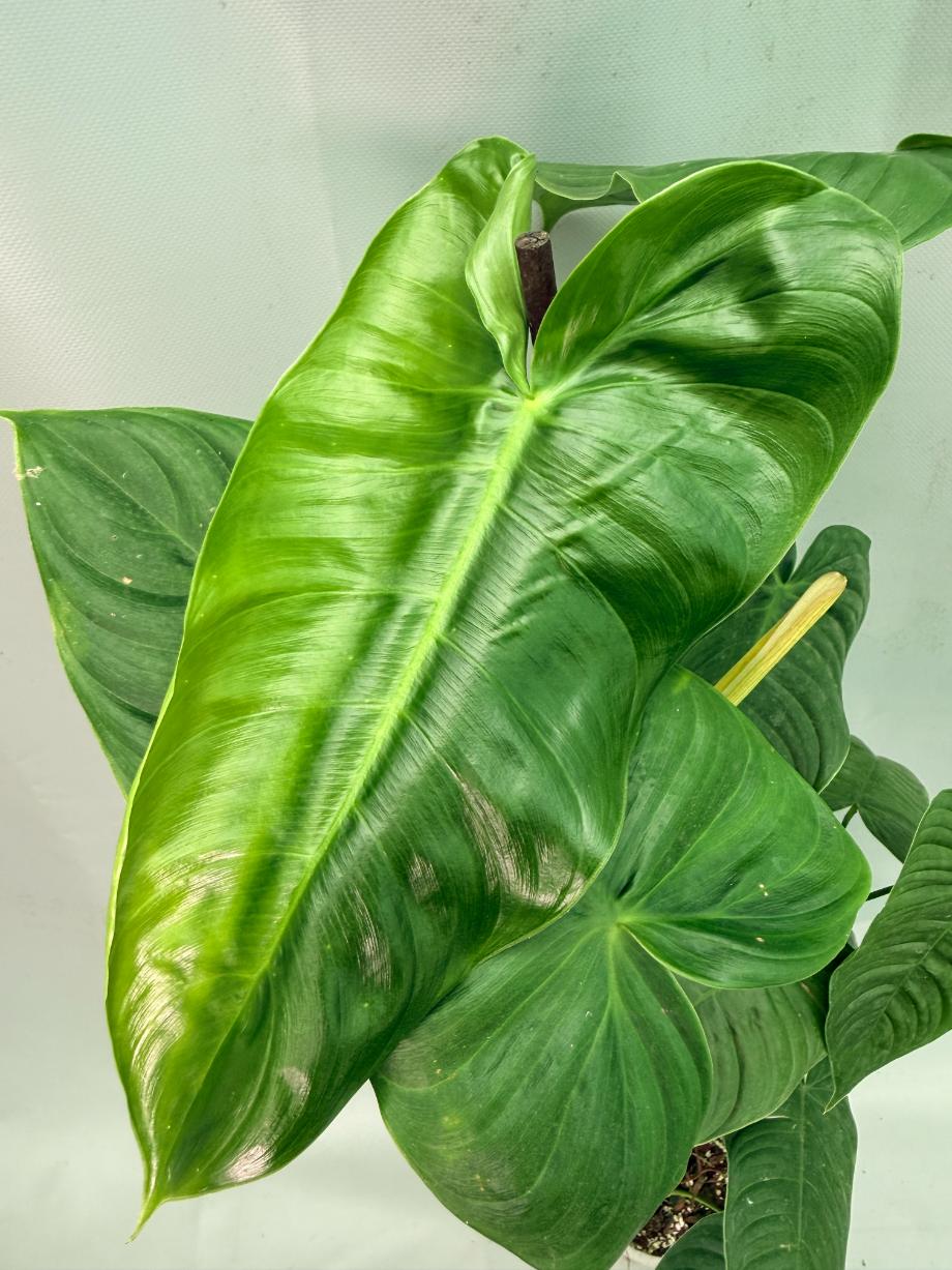 Philodendron tenue XXL 11