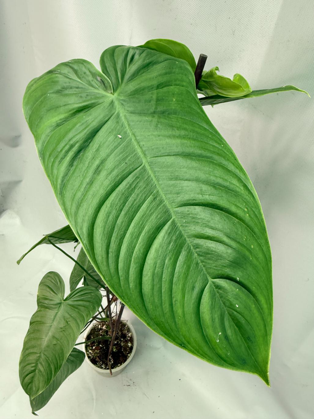 Philodendron tenue XXL
