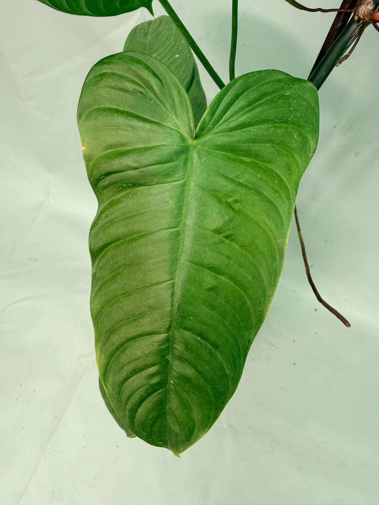 Philodendron tenue XXL