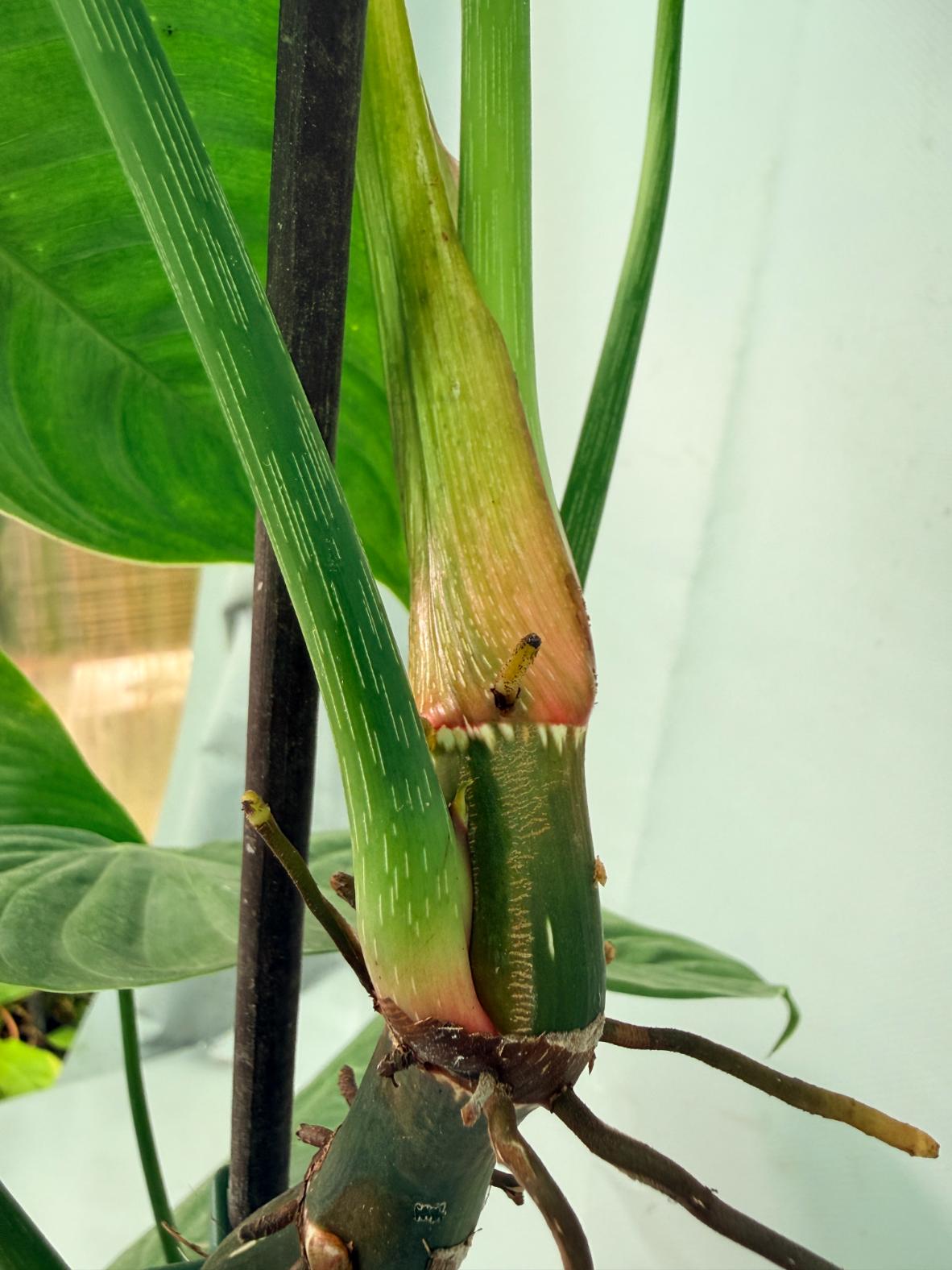 Philodendron tenue XXL