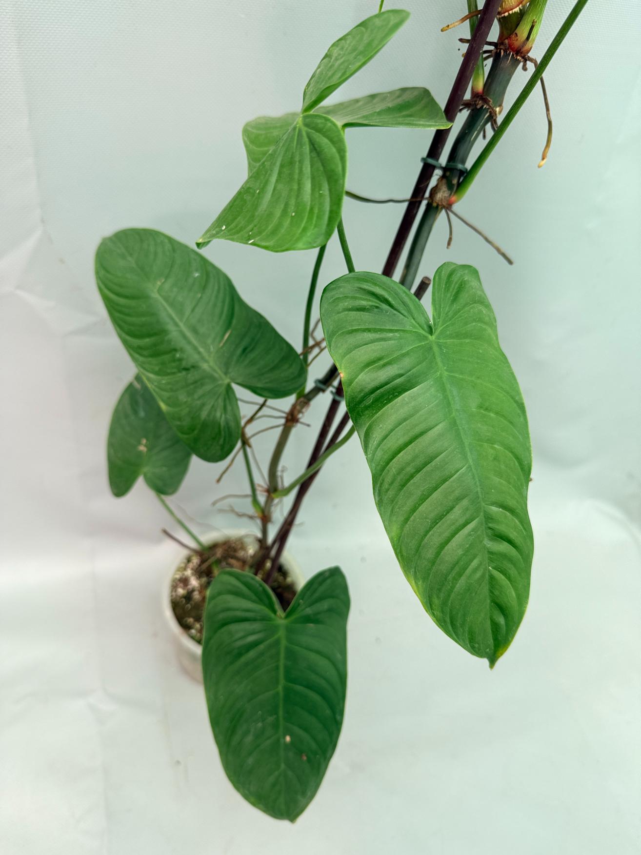 Philodendron tenue XXL