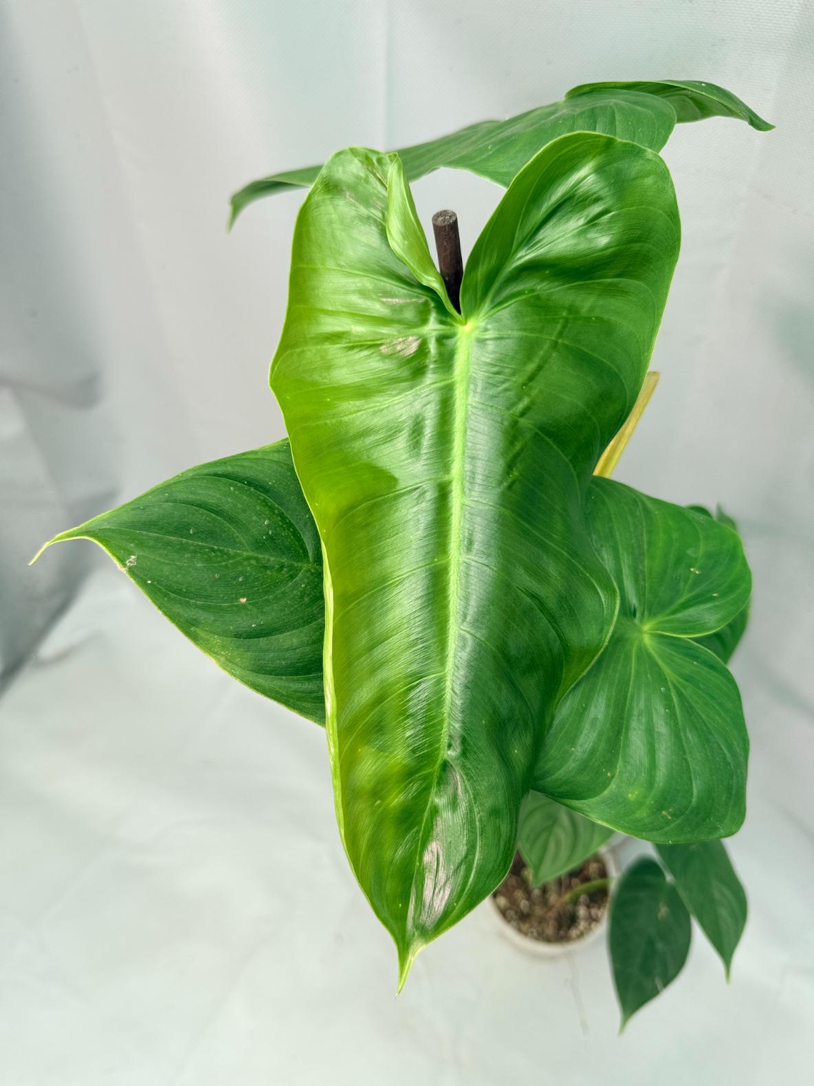 Philodendron tenue XXL