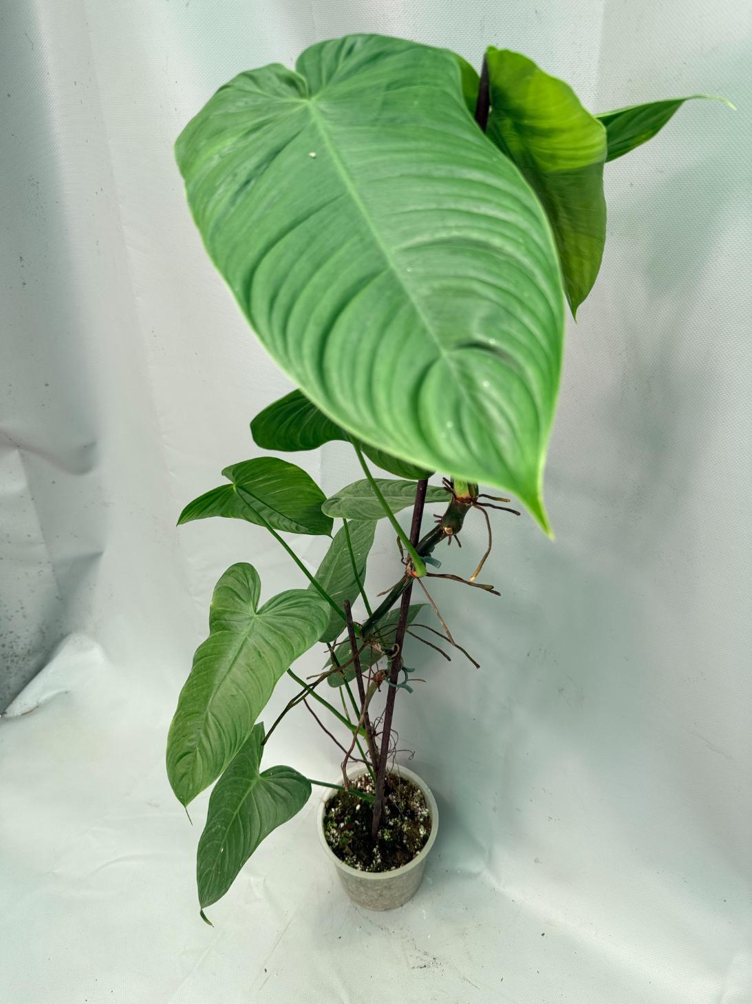 Philodendron tenue XXL 03
