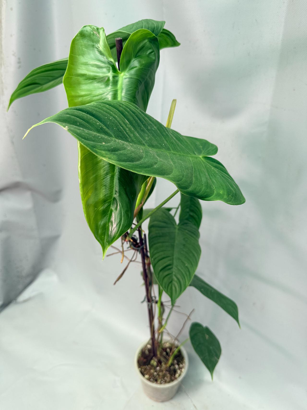 Philodendron tenue XXL 05