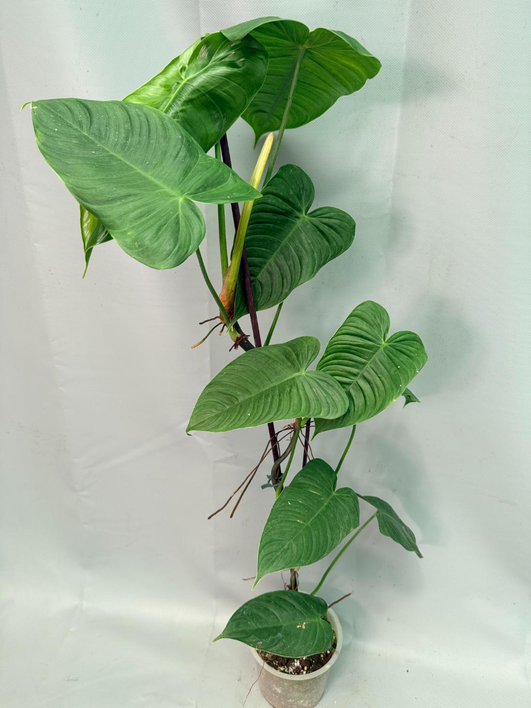philodendron nanegalense Philodendron tenue XXL