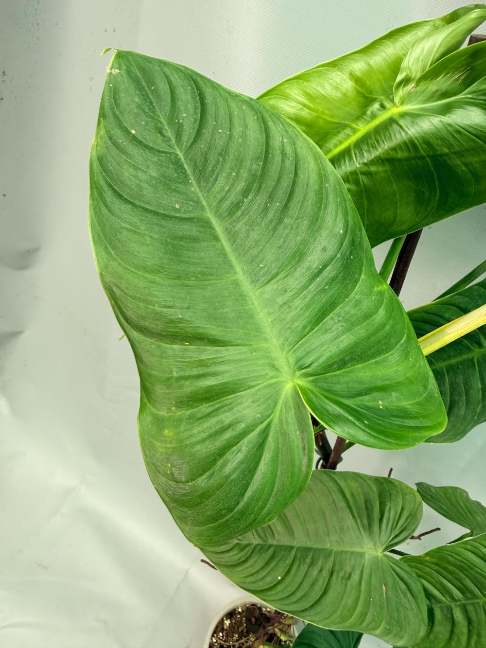 Philodendron tenue XXL