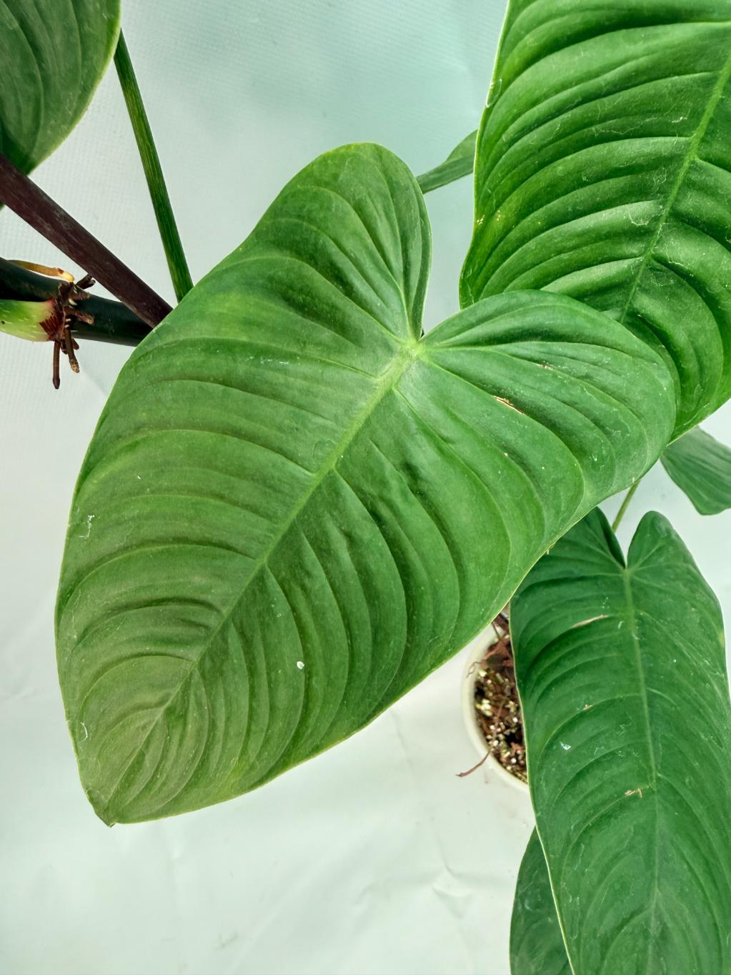 philodendron tenue el valle Philodendron tenue XXL
