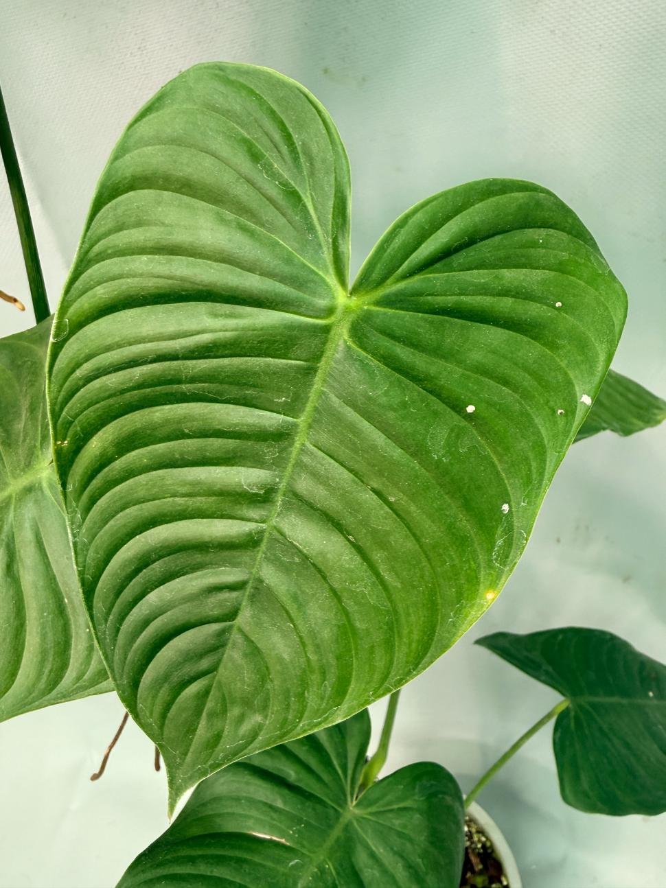 philodendron quelelii round Philodendron tenue XXL