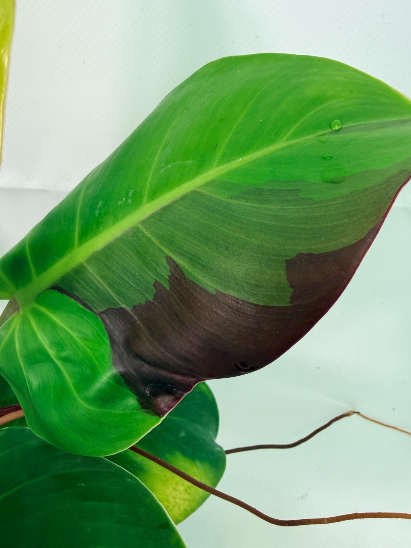 Philodendron Yellow Flame variegata 10