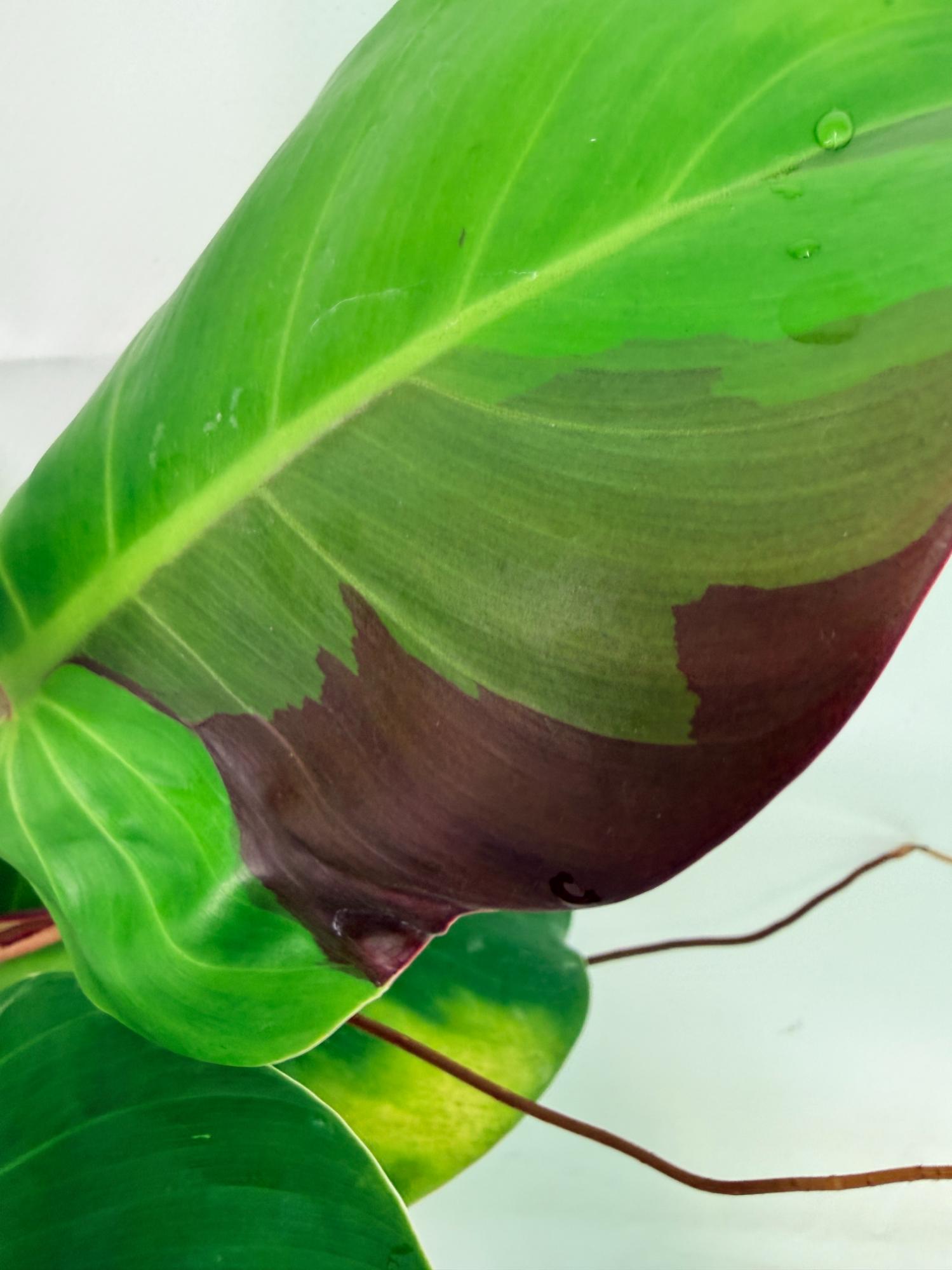 Philodendron Yellow Flame variegata 5