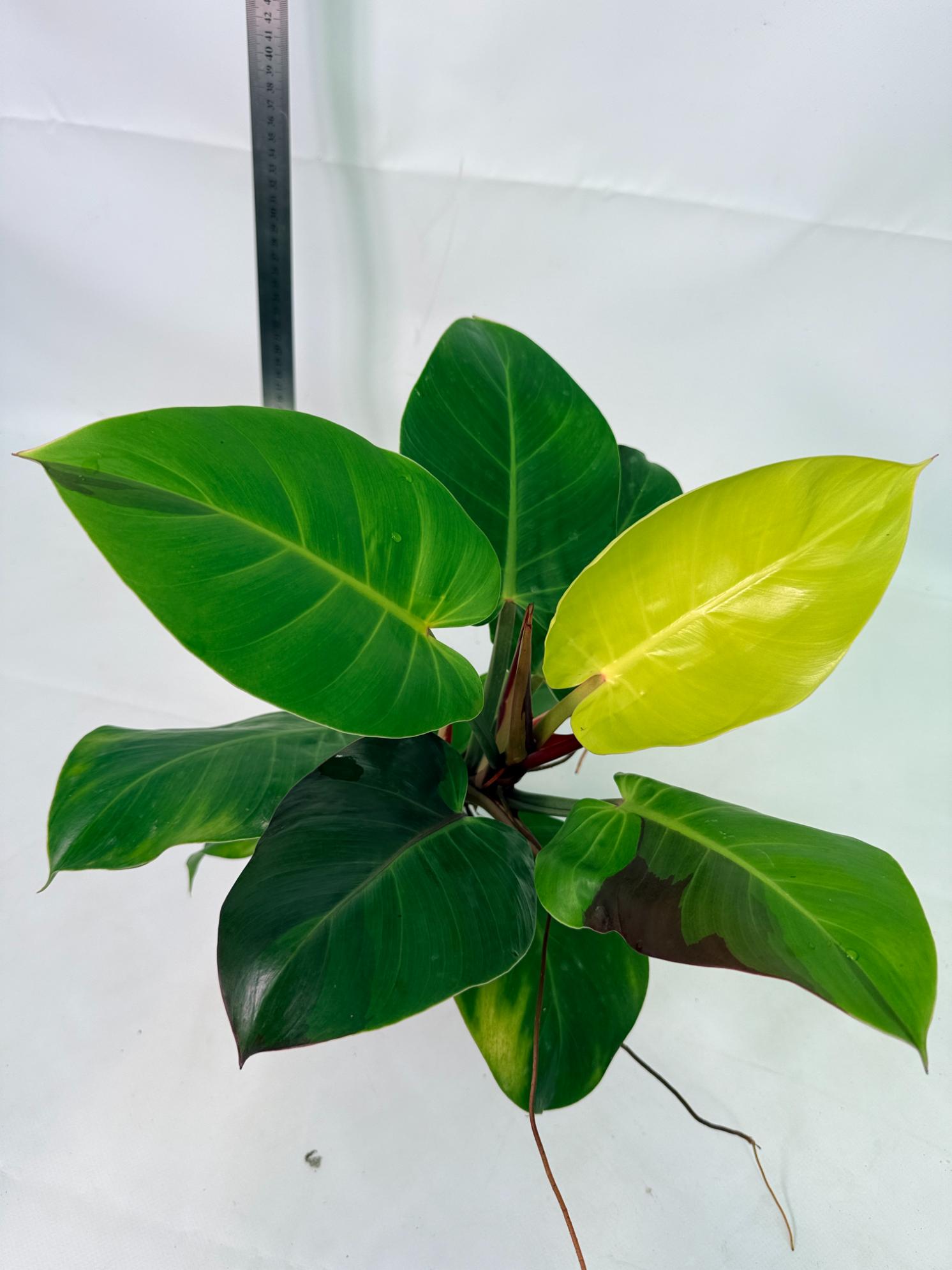 Philodendron Yellow Flame variegata 11